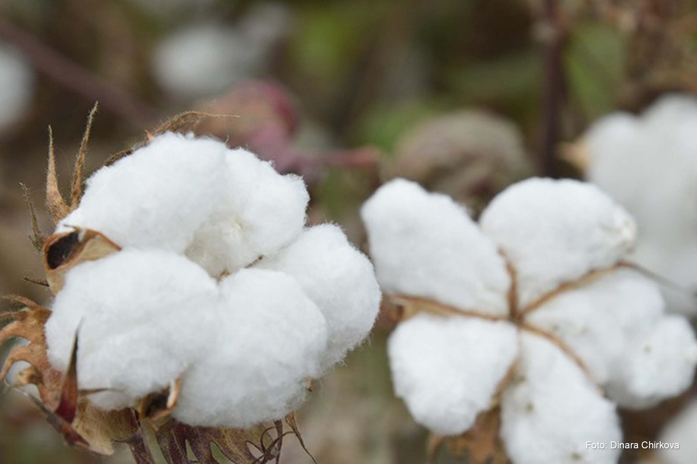 Dia Mundial do Algodão 2022 celebra papel da cotonicultura no desenvolvimento sustentável
