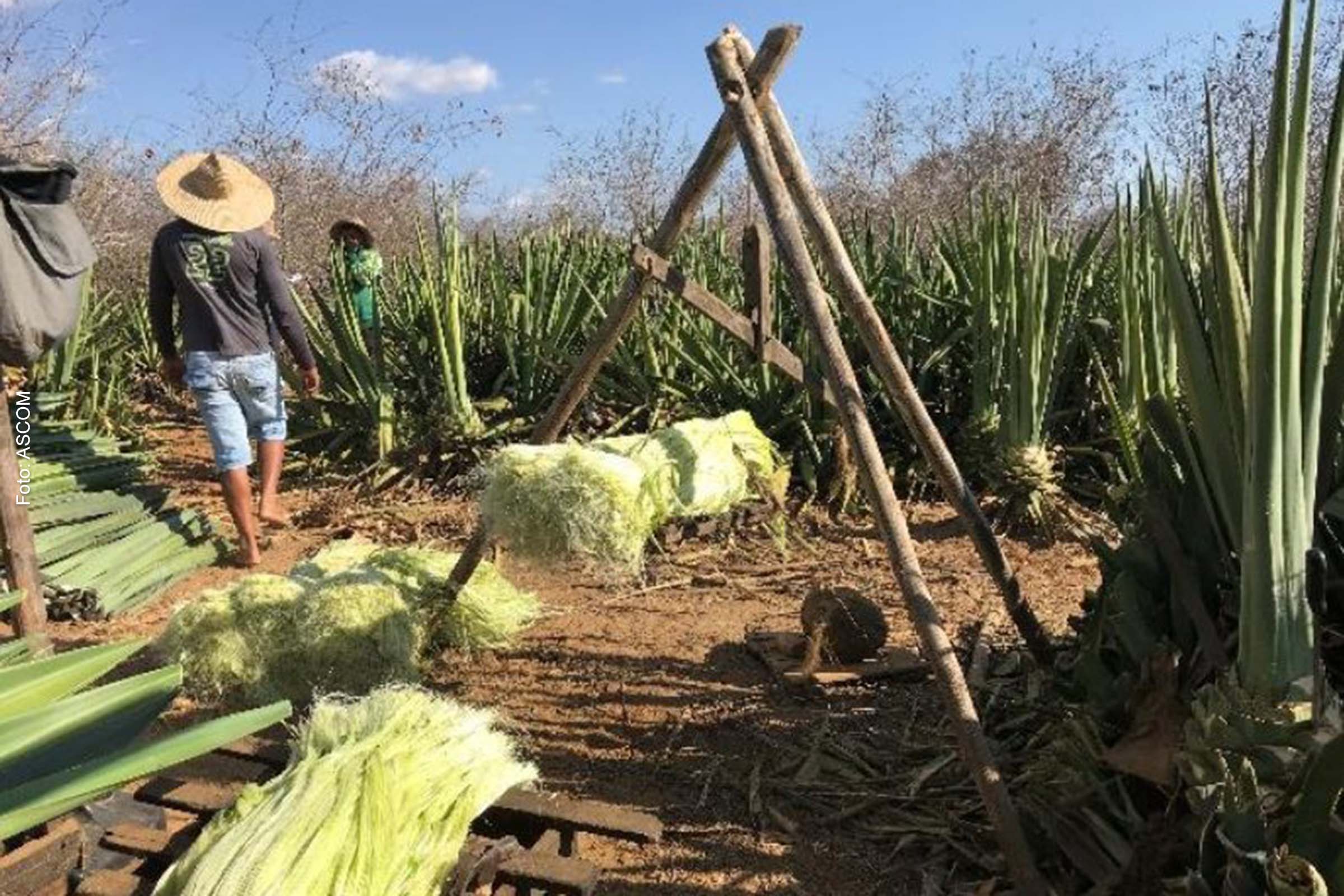 O Circuito do Sisal é gratuito e é resultado da parceria entre a instituição e as prefeituras dos respectivos municípios.