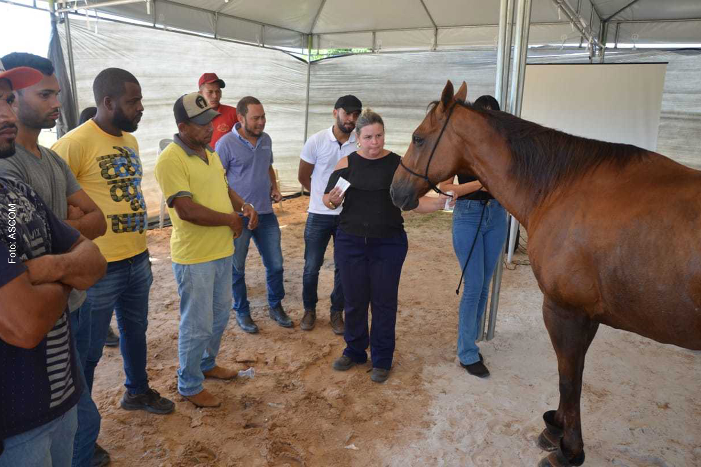 A Semana do Cavalo também contará, dentre outras atrações, com a Grande Cavalgada, na Vila São José.