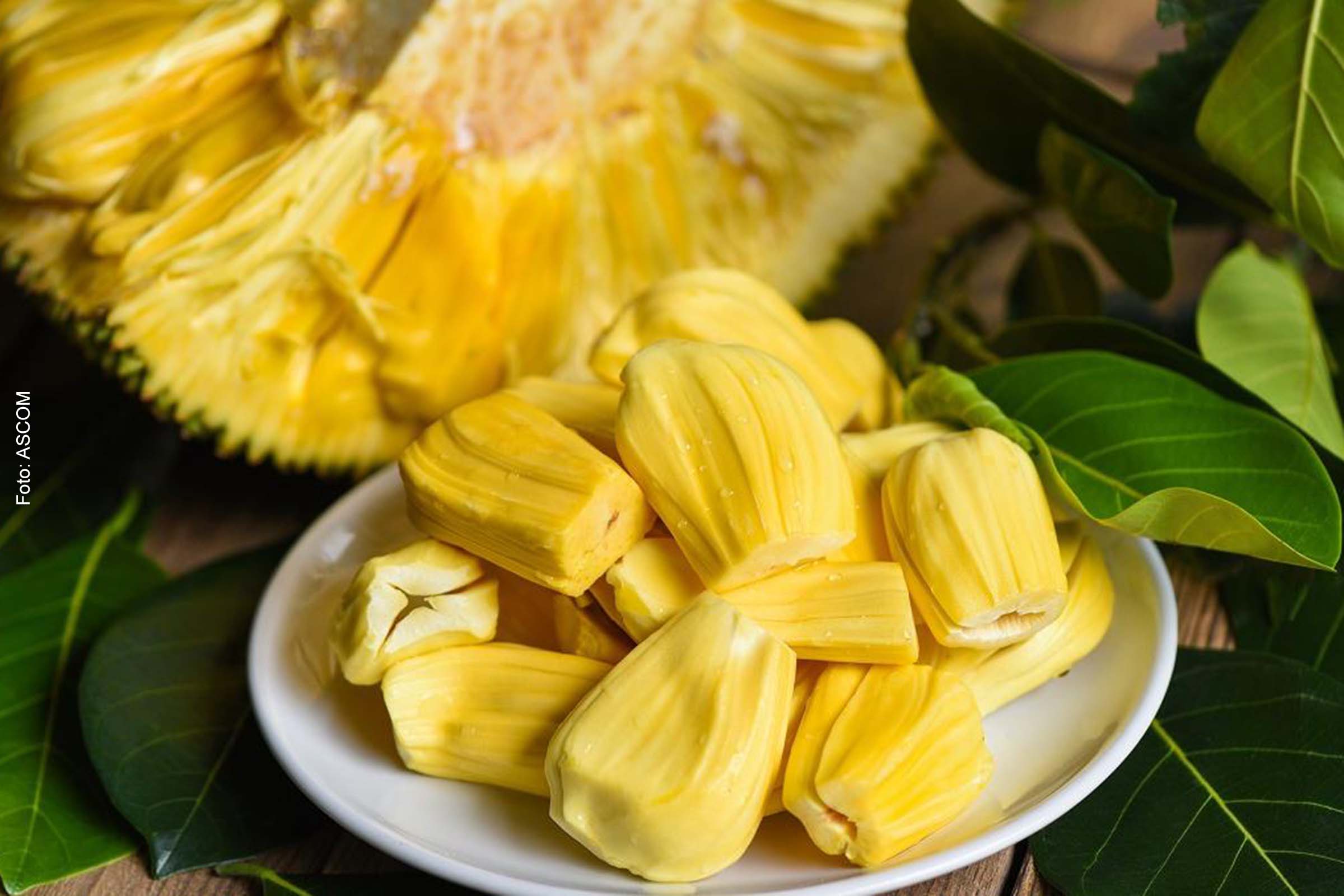 Pesquisadora da Bahia descobre que fungo desenvolvido na jaca pode aumentar eficiência de detergentes