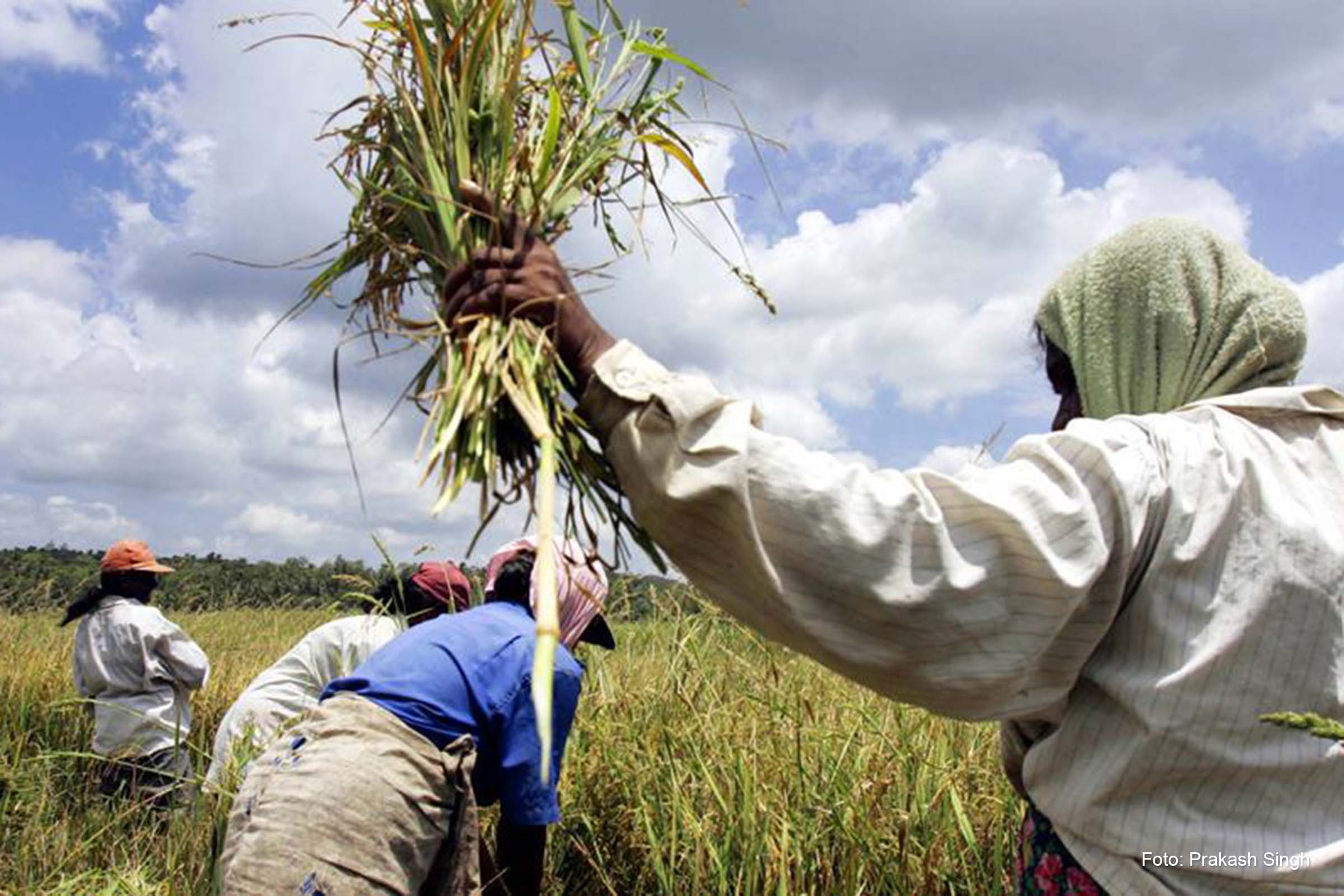 Programa Mundial de Alimentos quer resiliência dos agricultores para mitigar efeitos em países mais vulneráveis.