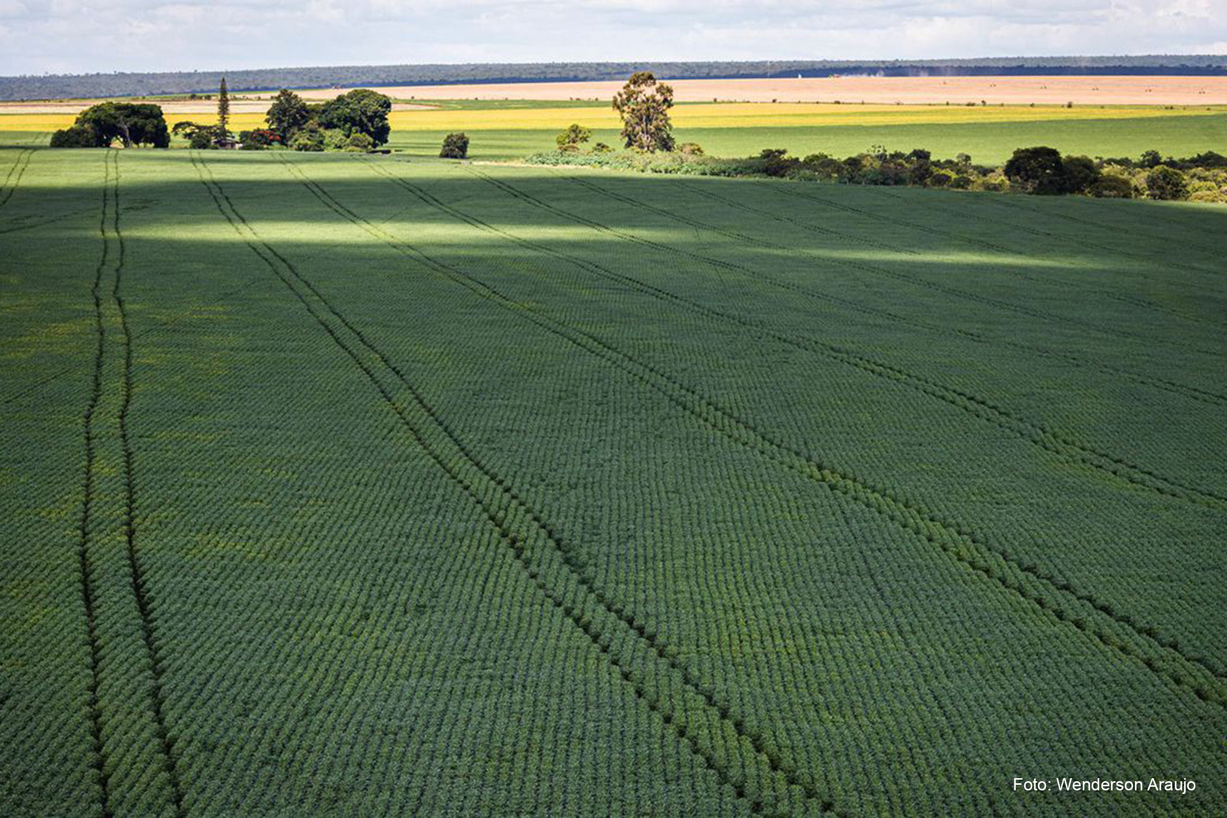 Com a área total de plantio estimada em 77 milhões de hectares, a agricultura brasileira mantém a tendência de crescimento observada nos últimos anos.