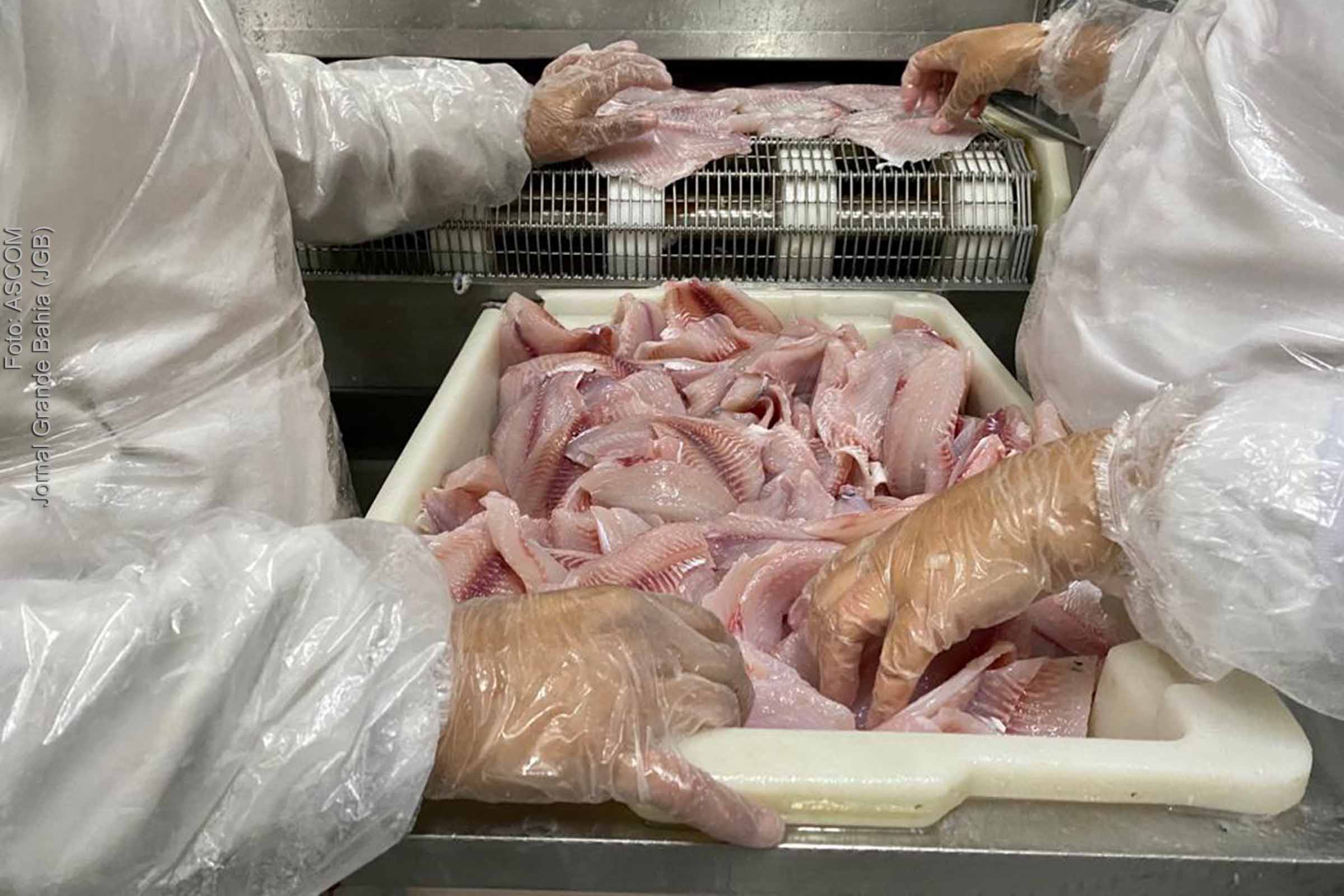 Netuno Pescados gera cerca de 400 empregos diretos em Paulo Afonso; Empresa processa e exporta tilápia