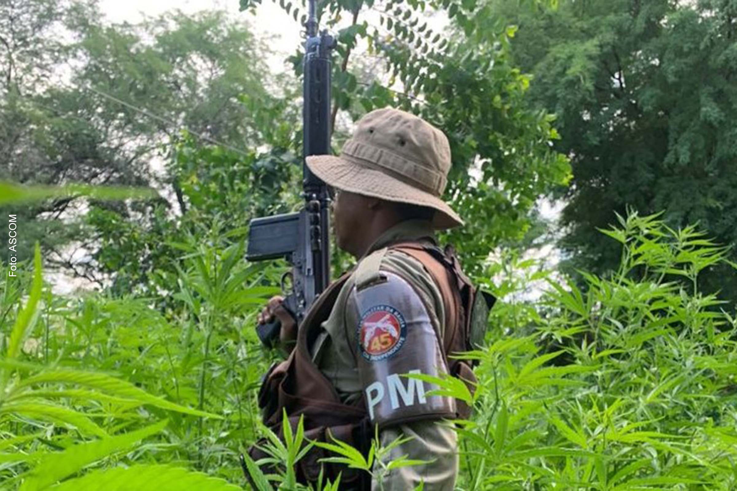 Após denúncias, as equipes chegaram ao local e realizaram o flagrante de um homem que se apresentou como proprietário do local e do cultivo ilegal.
