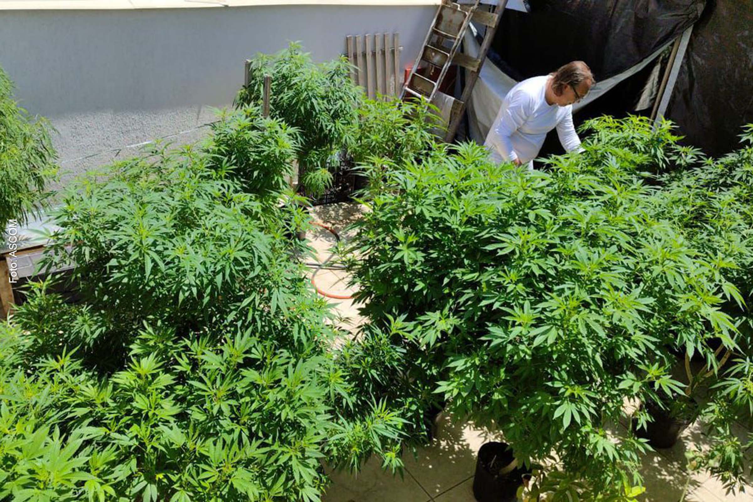 Governo de São Paulo sancionou lei que institui a política de fornecimento gratuito de medicamentos produzidos através da Cannabis no SUS.