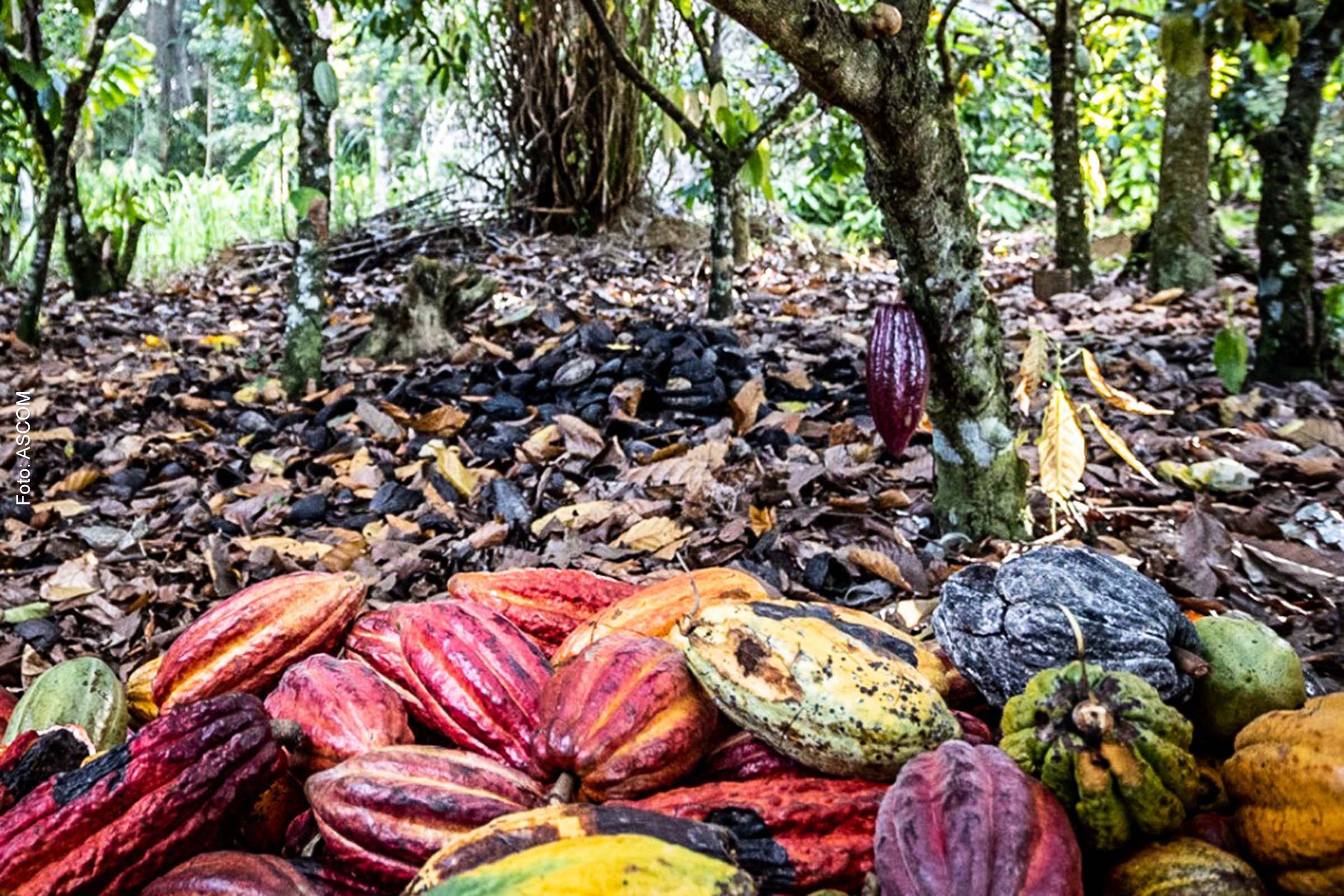 Cooperativas da agricultura familiar da Bahia são capacitadas sobre crédito de carbono