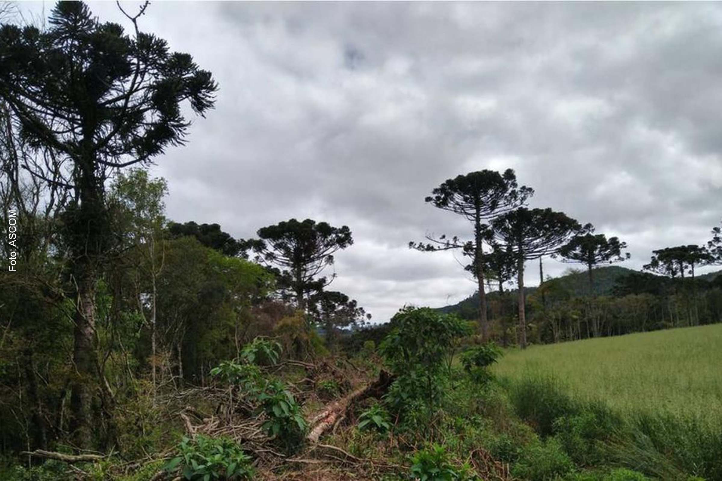 Ao todo, durante o período de dez meses, foram emitidos 6.378 alertas e, entre agosto e outubro, 1.117.
