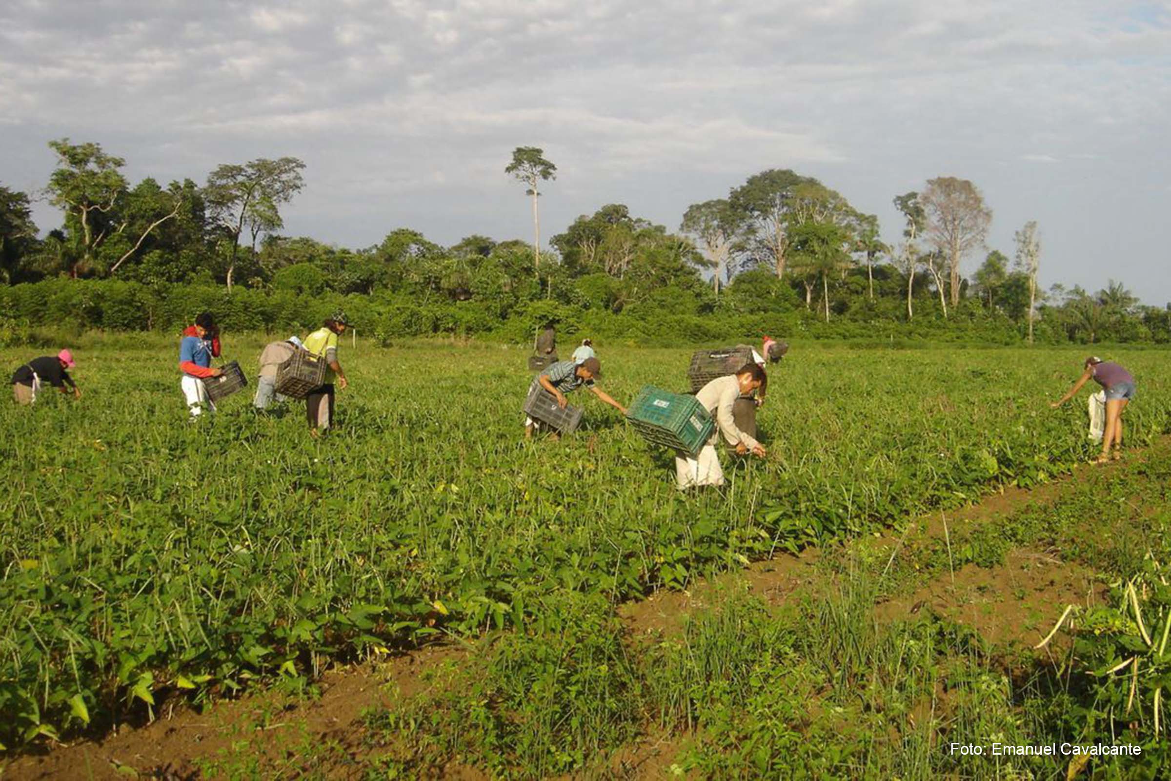 O desafio na produção de alimentos é garantir, sem prejuízo ao meio ambiente, o atendimento das necessidades de uma população mundial.