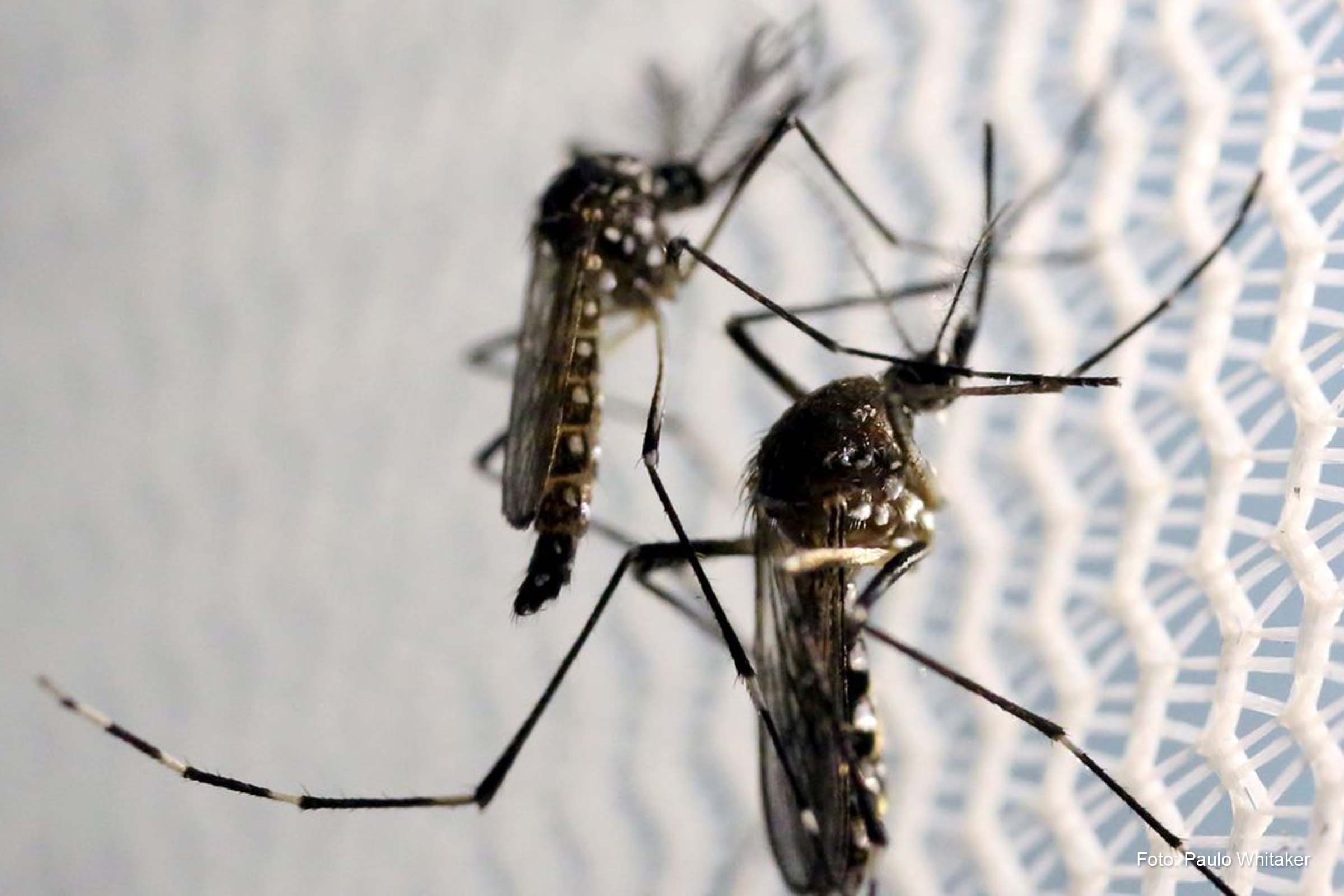 Introduzida nos mosquitos, a bactéria Wolbachia é capaz de bloquear a transmissão dos vírus aos seres humanos durante uma picada.