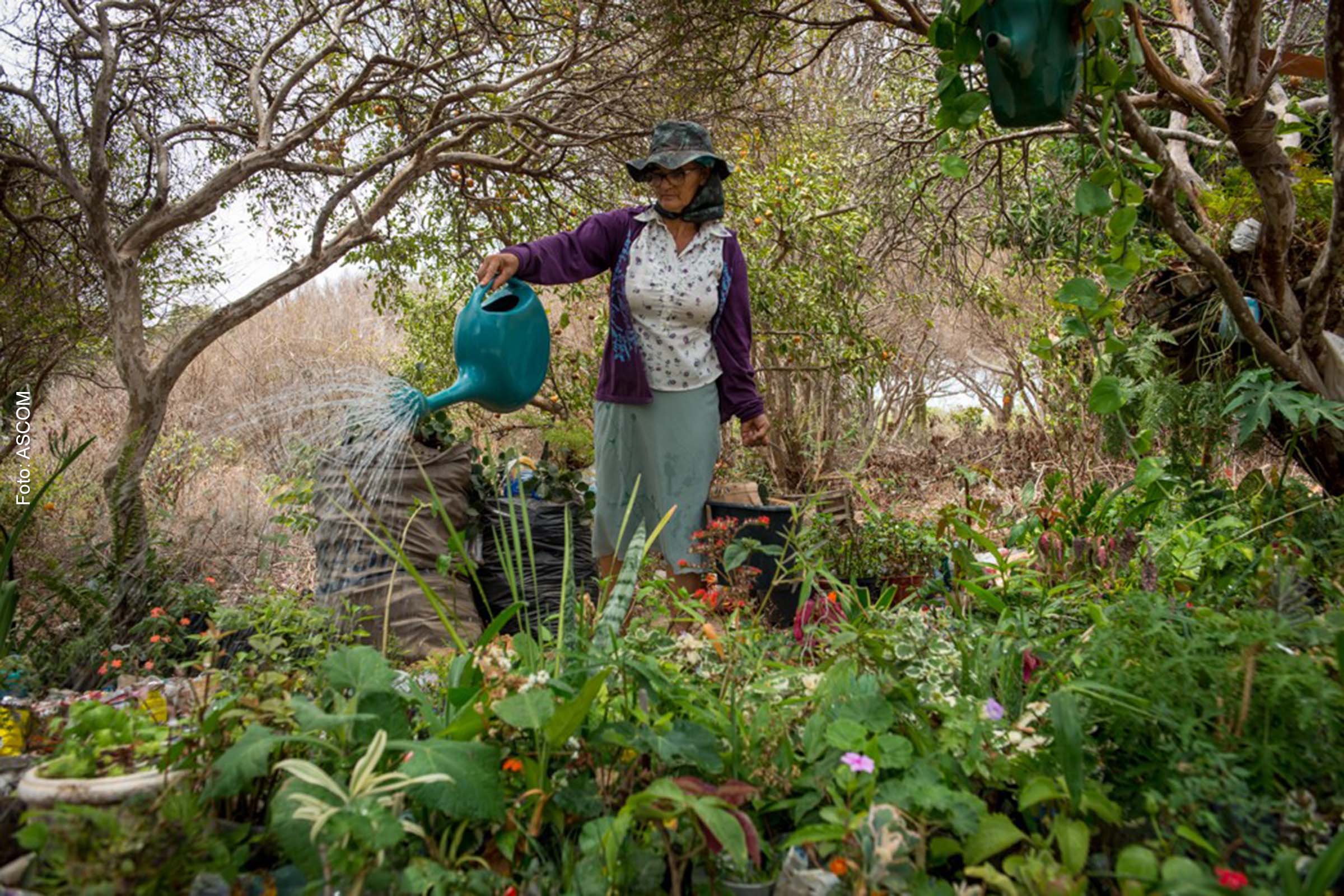 Projeto apresenta frutos do cerrado e da caatinga e destaca a importância dos produtores rurais.