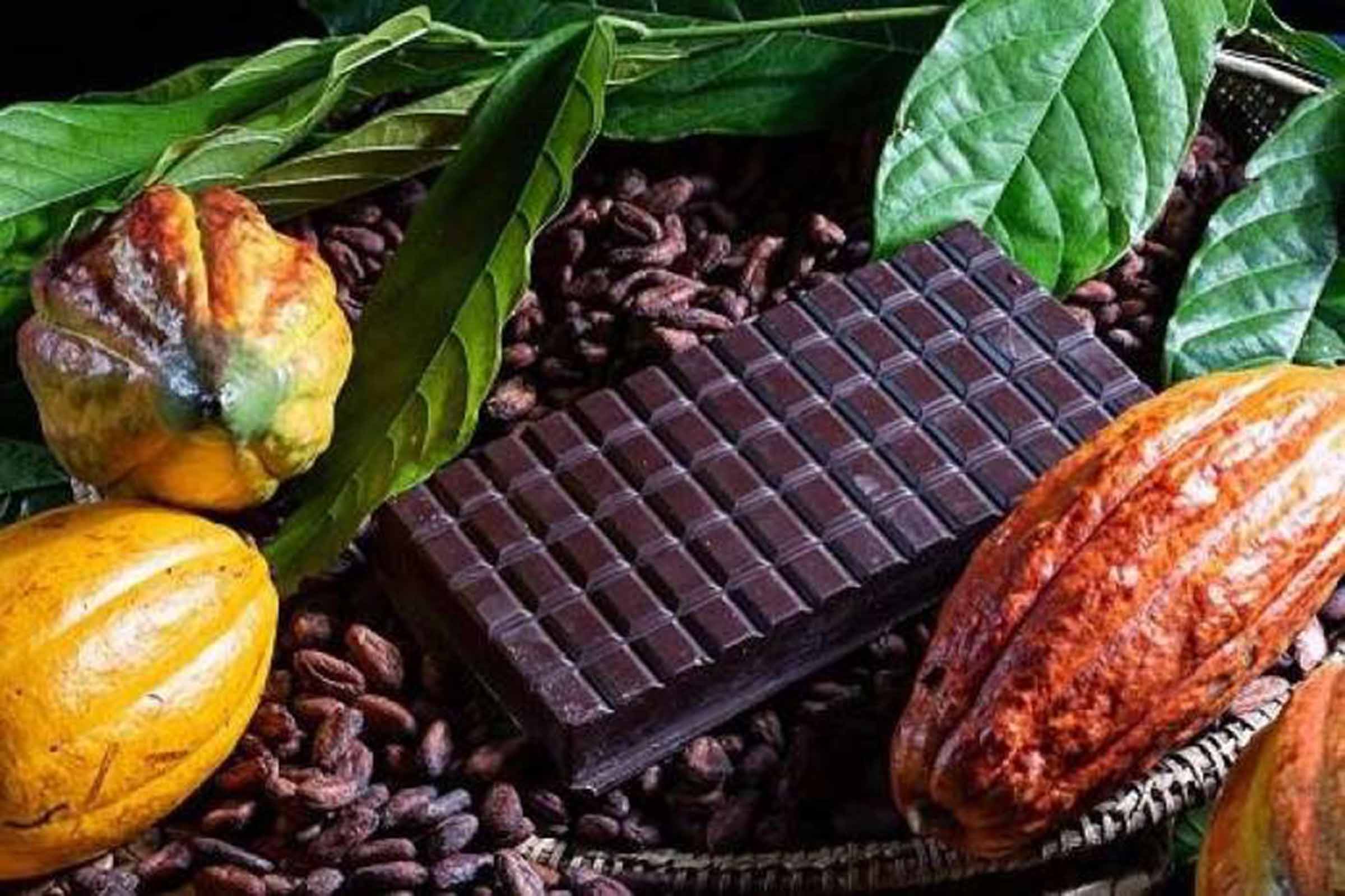 Bahia celebra Dia do Cacau com melhoria na produção de amêndoas e chocolates de qualidade