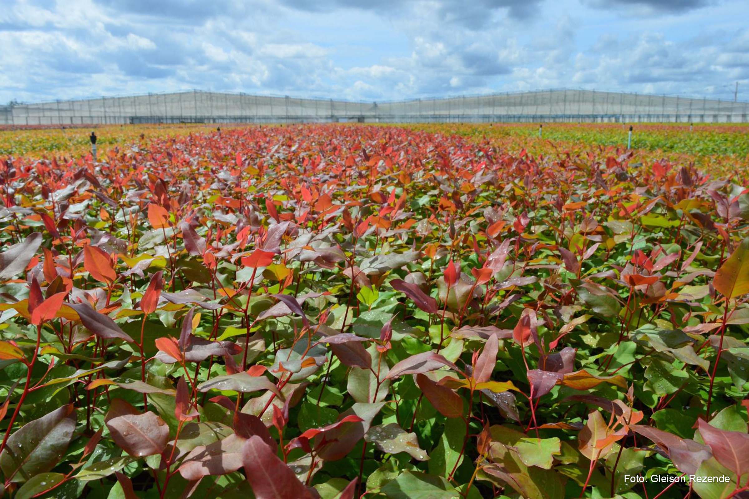 100% do papel produzido no estado e toda a madeira para fins industriais são de origem de florestas plantadas.