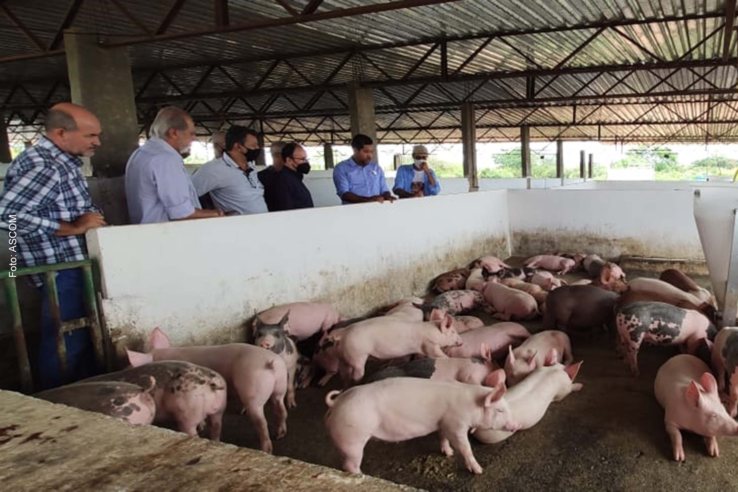 Também com resultado positivo, o abate de suínos na Bahia cresceu pelo 5º ano seguido (+28,6%) e ficou em 293,0 mil cabeças em 2022, o maior da série histórica.