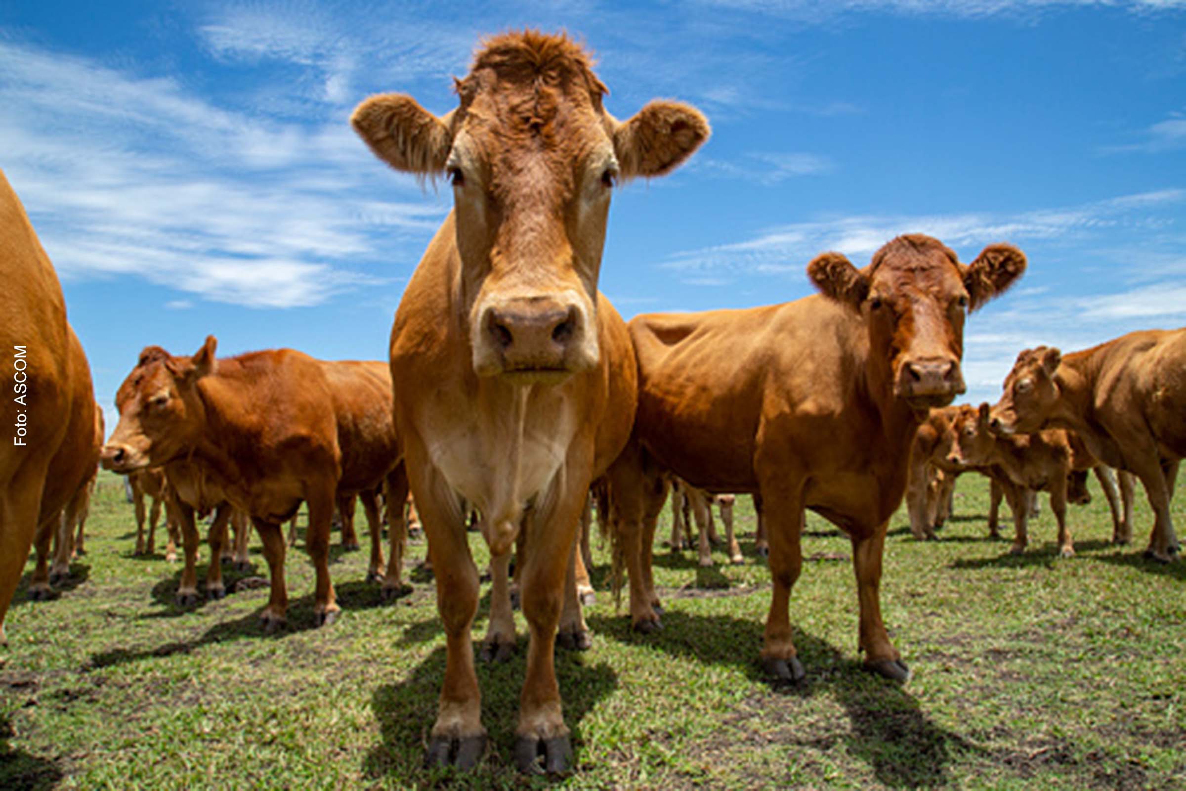 Após confirmar caso atípico, expectativa do governo é de retorno praticamente imediato da venda de carne bovina para China.