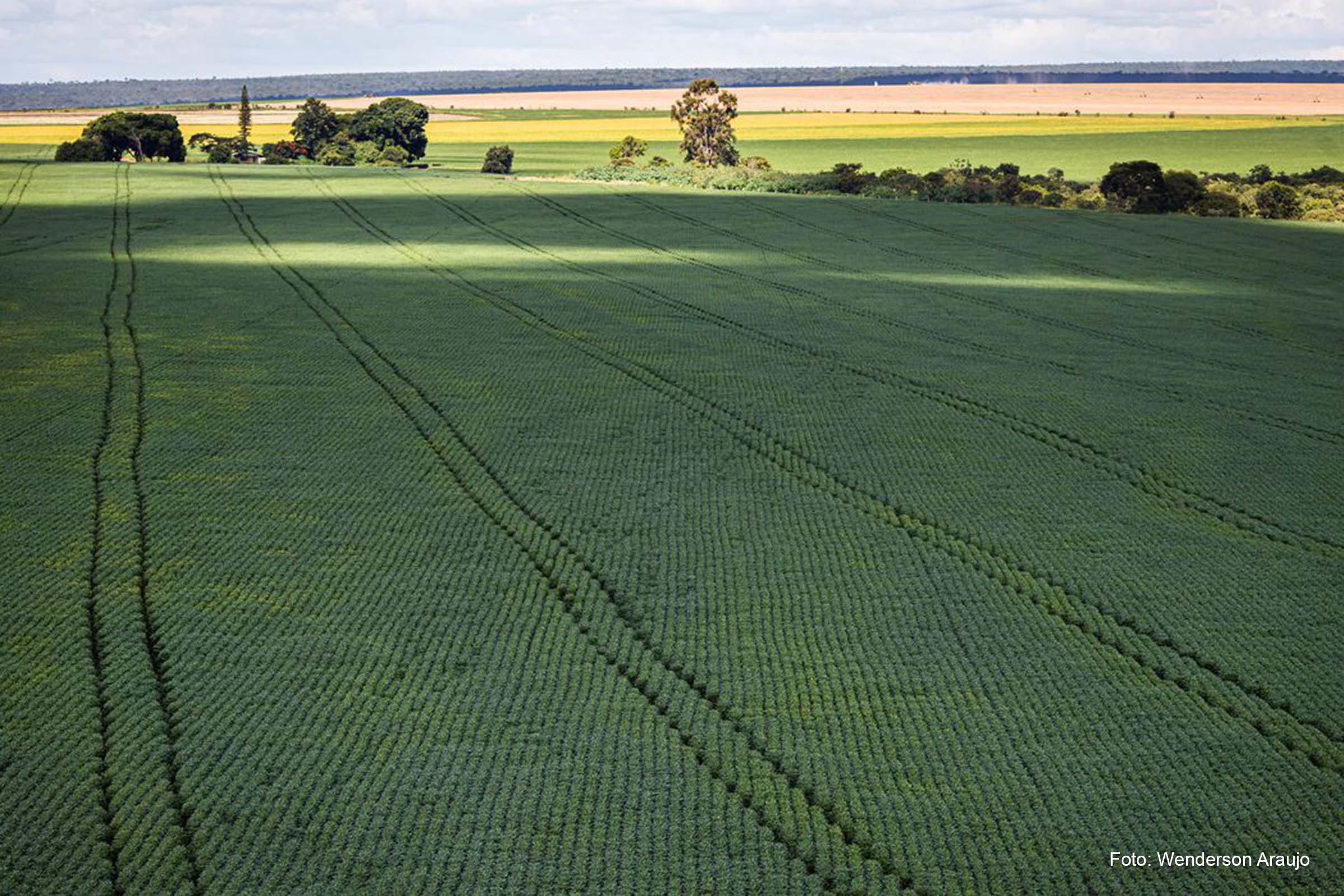 Além de o Brasil ser o maior produtor mundial de soja, o cereal é o principal item do setor agrícola nacional e o produto mais segurado.