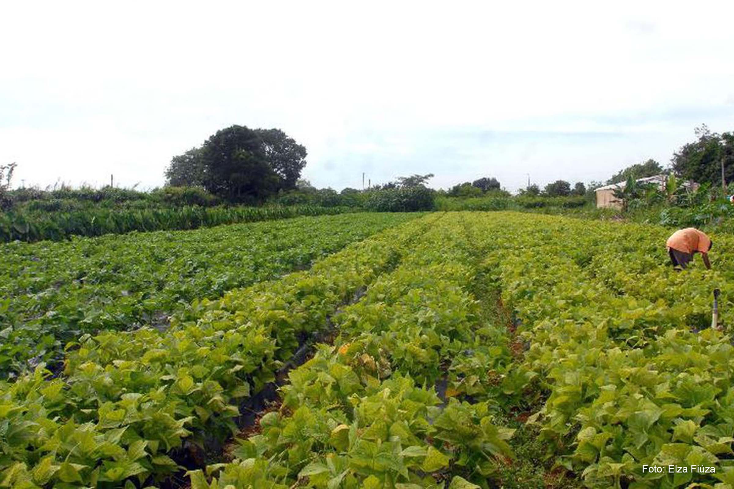 Valor Bruto da Produção Agropecuária de 2023 do Brasil é estimado em R$ 1,216 trilhão