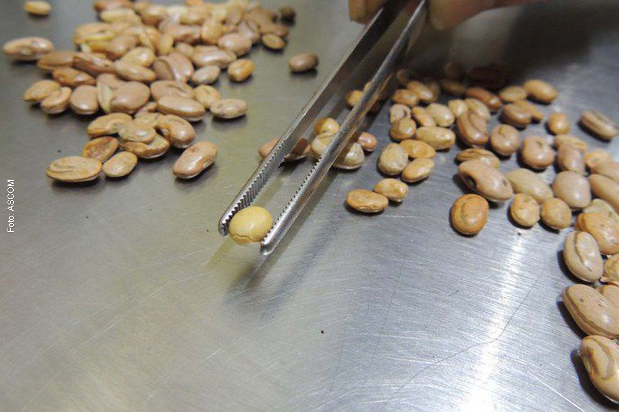 Foram apreendidos 7.799 quilos de feijão, 14.565 quilos de arroz e 8.950 litros de azeite fraudados.