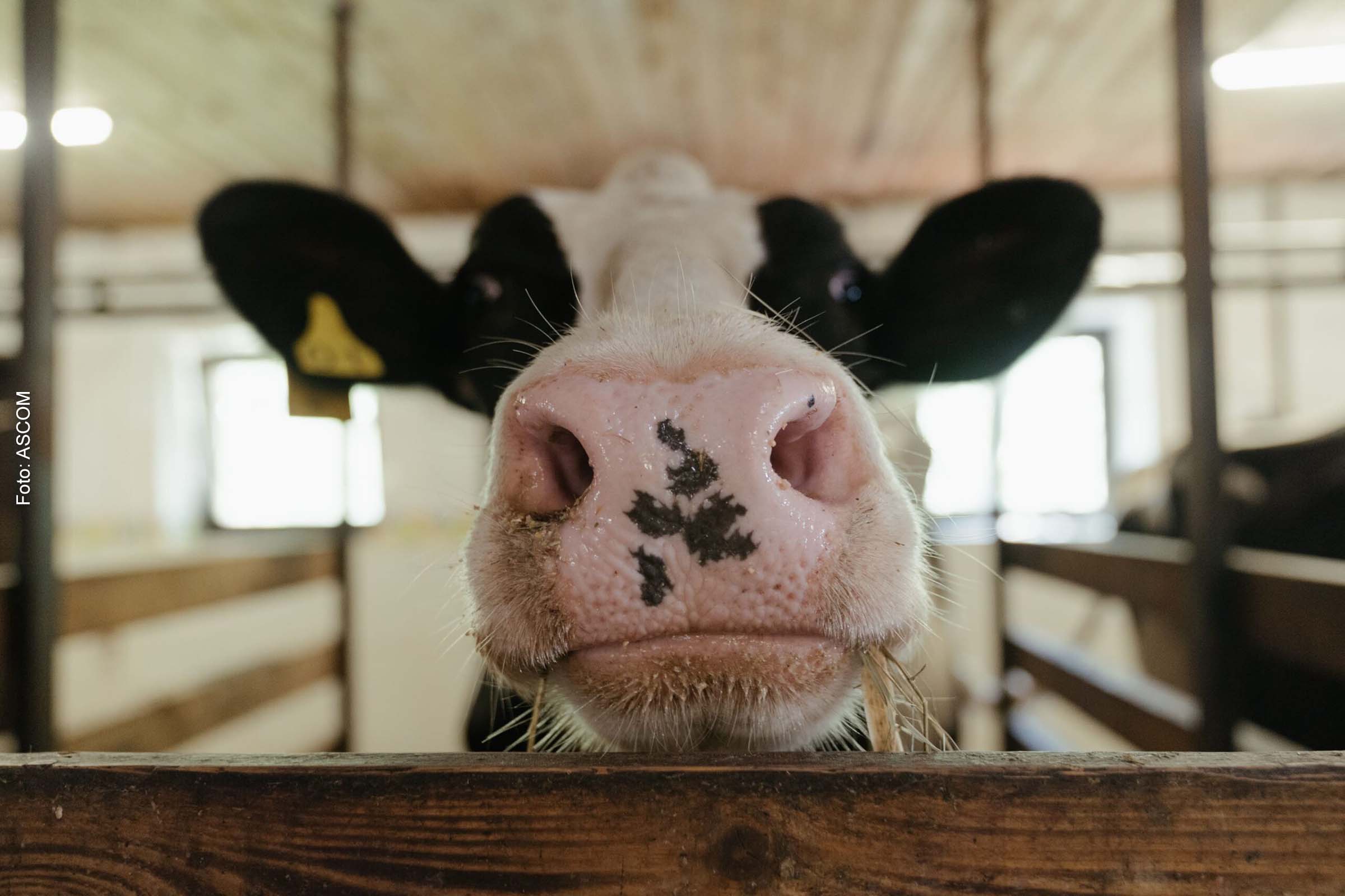 Melhoramento genético para bovinocultura vai beneficiar o pequeno e médio produtor rural de Feira de Santana, diz Governo Colbert Martins