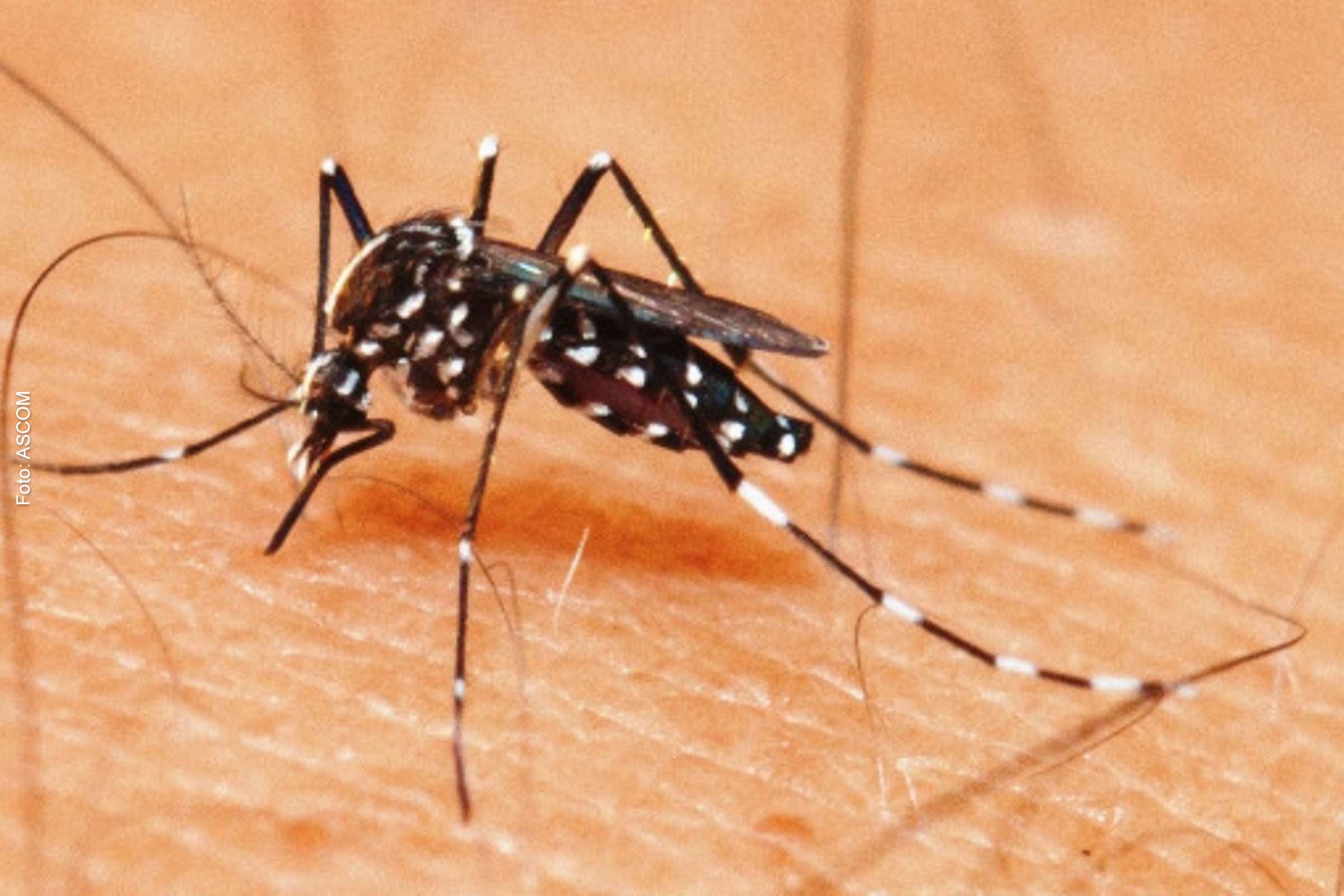 Somente neste ano, 558 casos de dengue foram confirmados.