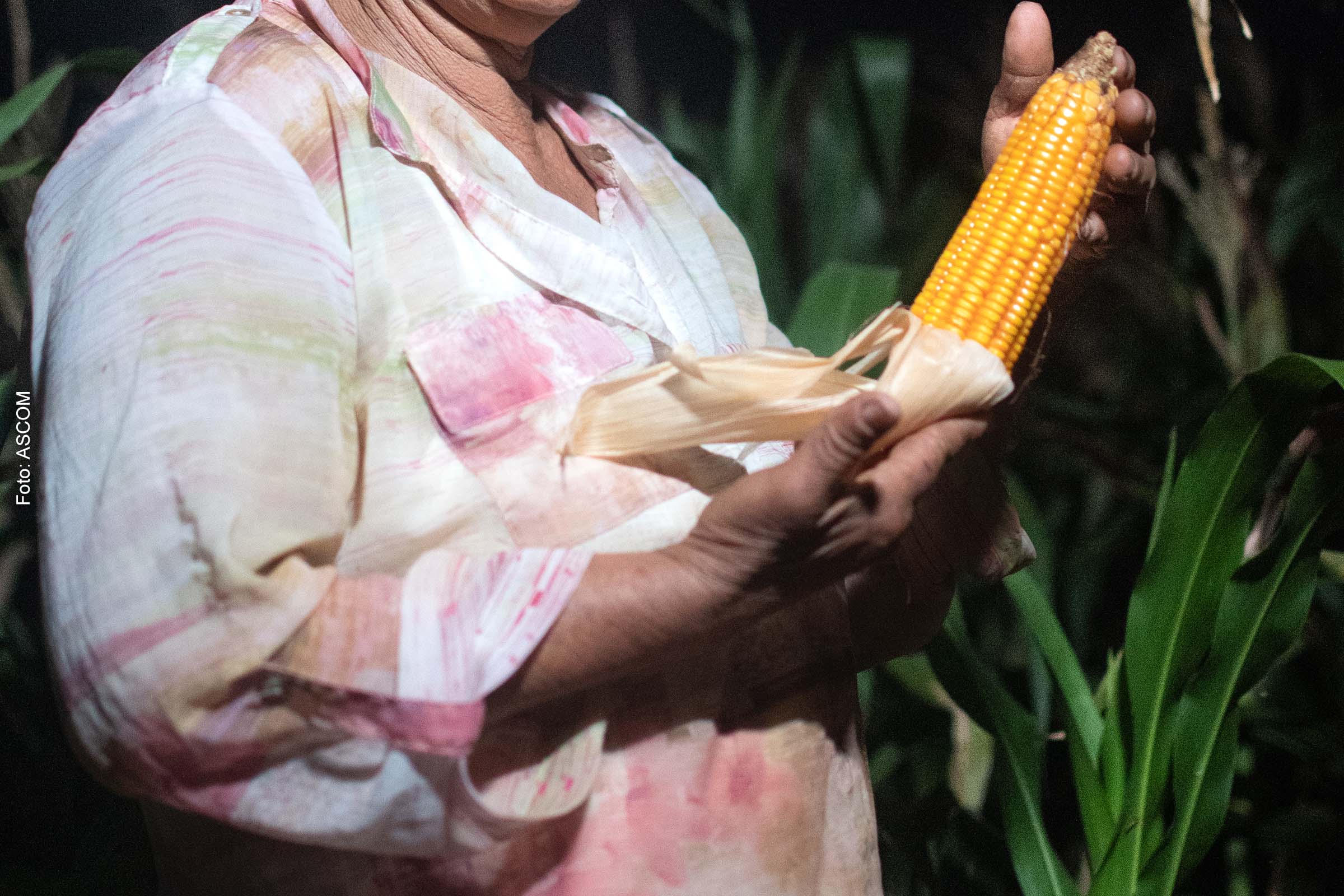 O resultado dessa colheita é uma verdadeira festa para os agricultores e para o cardápio junino, com pratos típicos como canjica, pamonha e mungunzá.