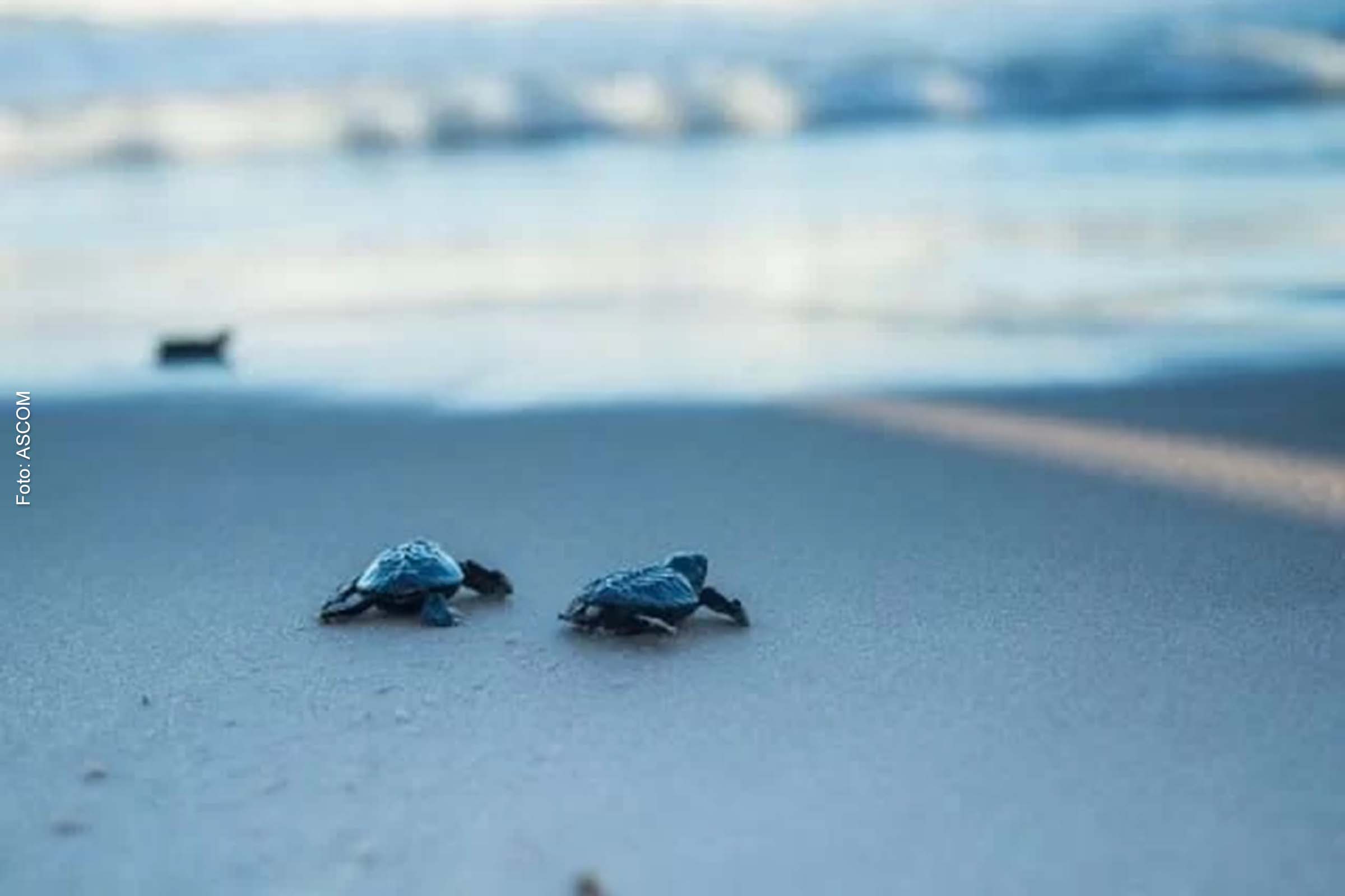 A base do projeto está instalada na região turística do destino baiano.