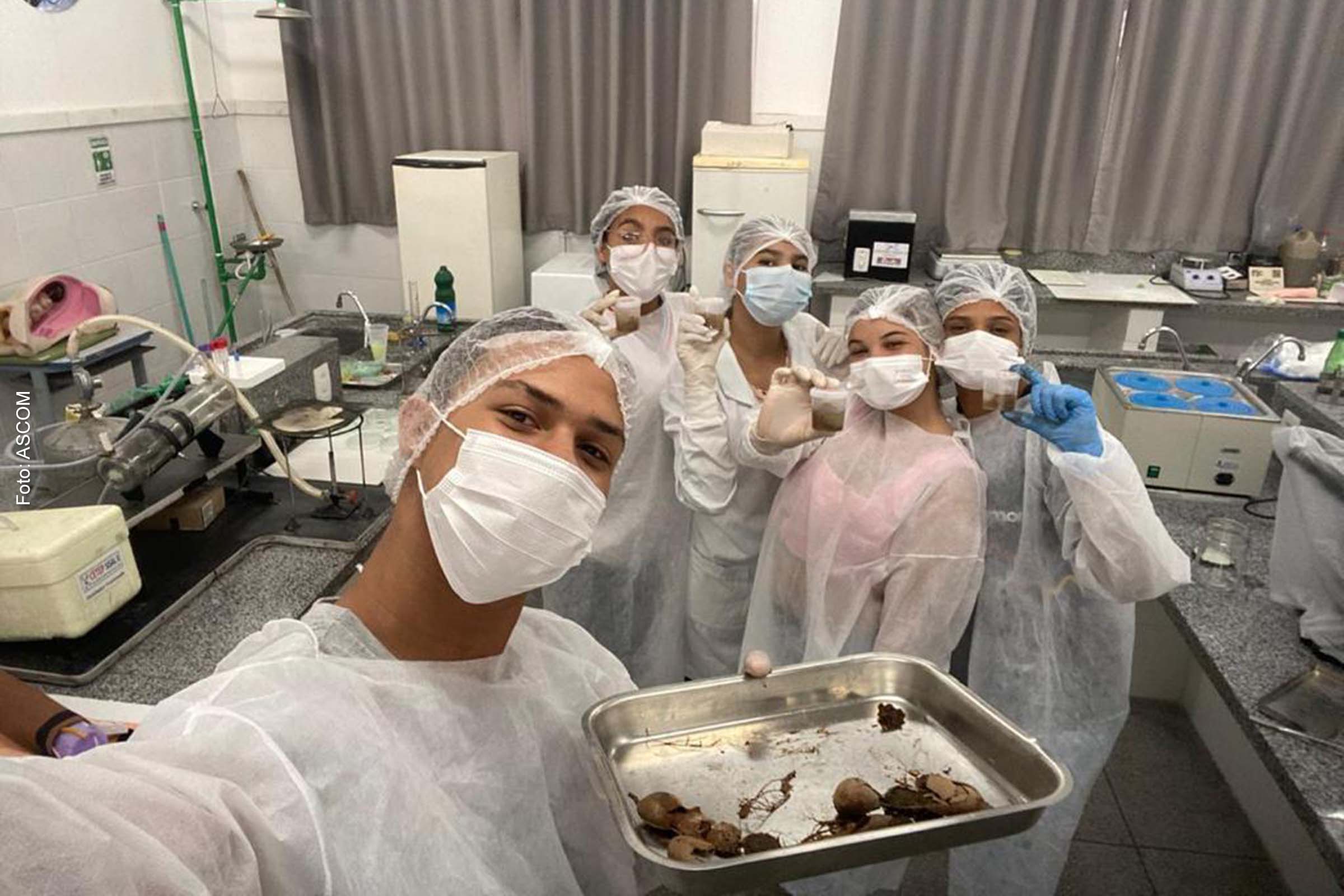 Comum no Nordeste, fruta pode ser uma biomassa renovável e se transformar em etanol.