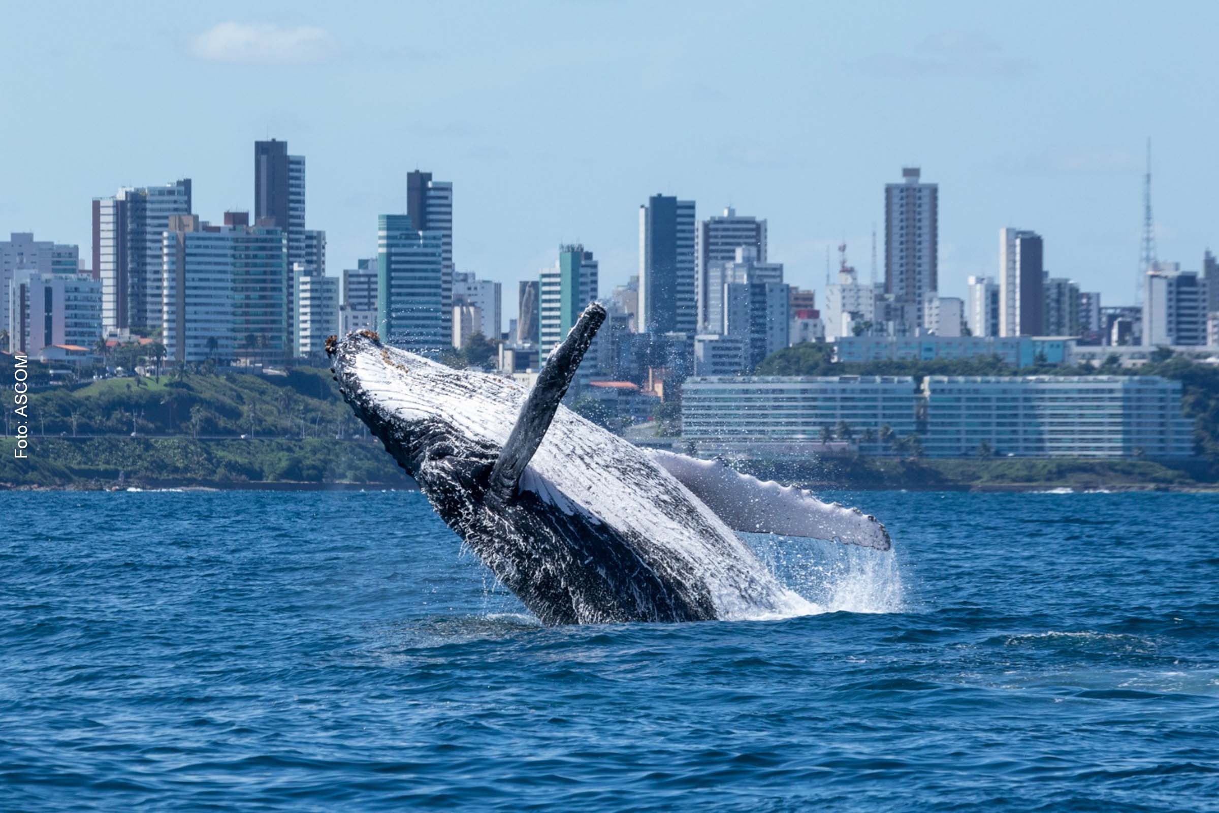 As equipes do Projeto Baleia Jubarte permanecerão no Farol da Barra até o dia 15 de outubro de 2023.
