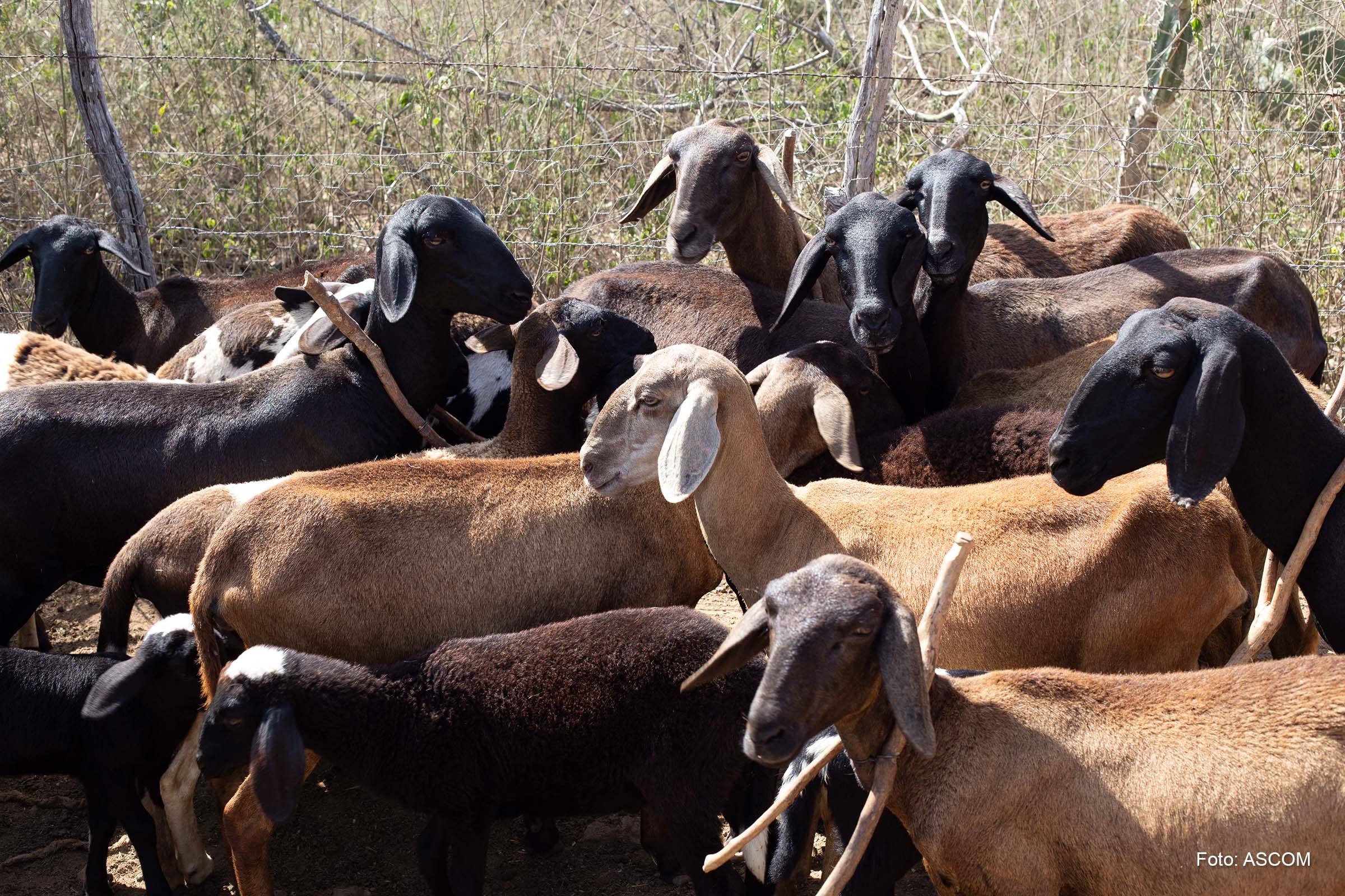 Ação tem como objetivo fortalecer a produção, beneficiamento e distribuição de caprinos e ovinos.