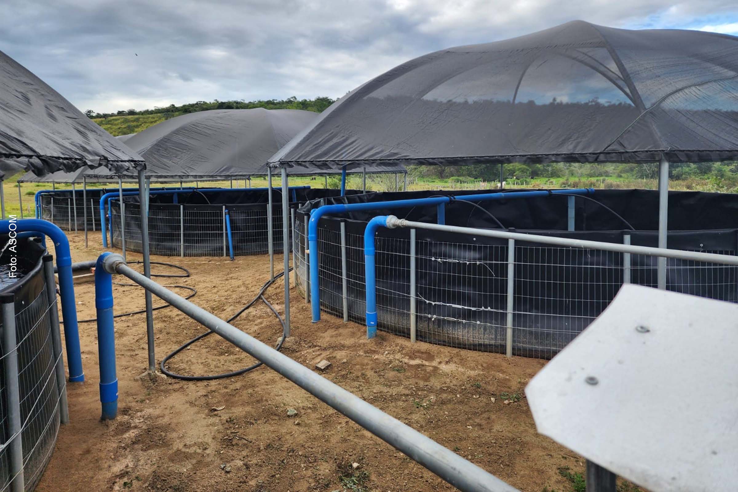 Criação de 25 mil alevinos qualifica produção de famílias agricultoras em Tapiramutá