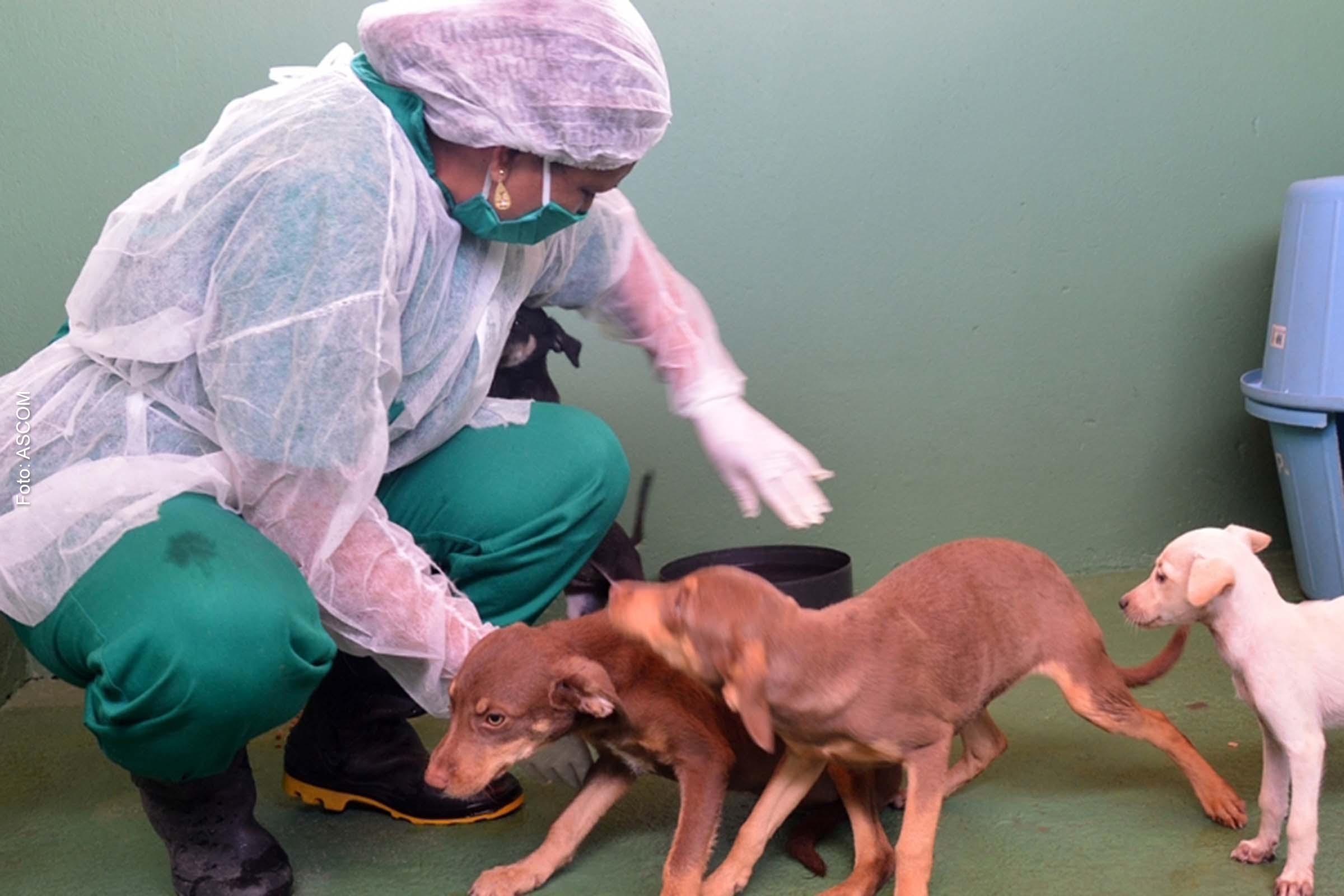 Em 2022, 35.459 cães e 16.332 gatos foram imunizados contra a raiva.