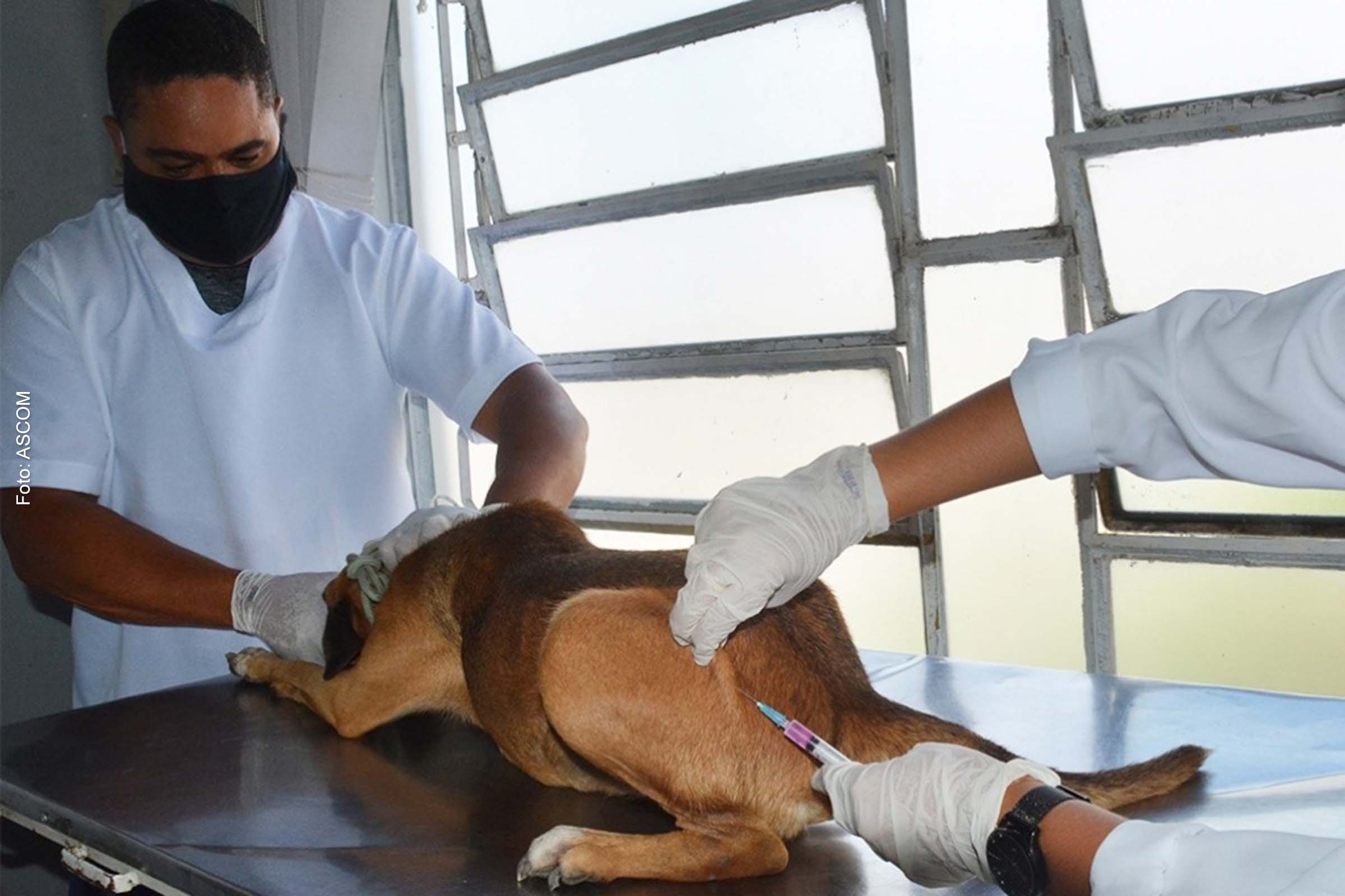 Raiva é uma doença viral prevenível que pode ser transmitida para humanos através de mordidas e arranhaduras de mamíferos já contaminados.