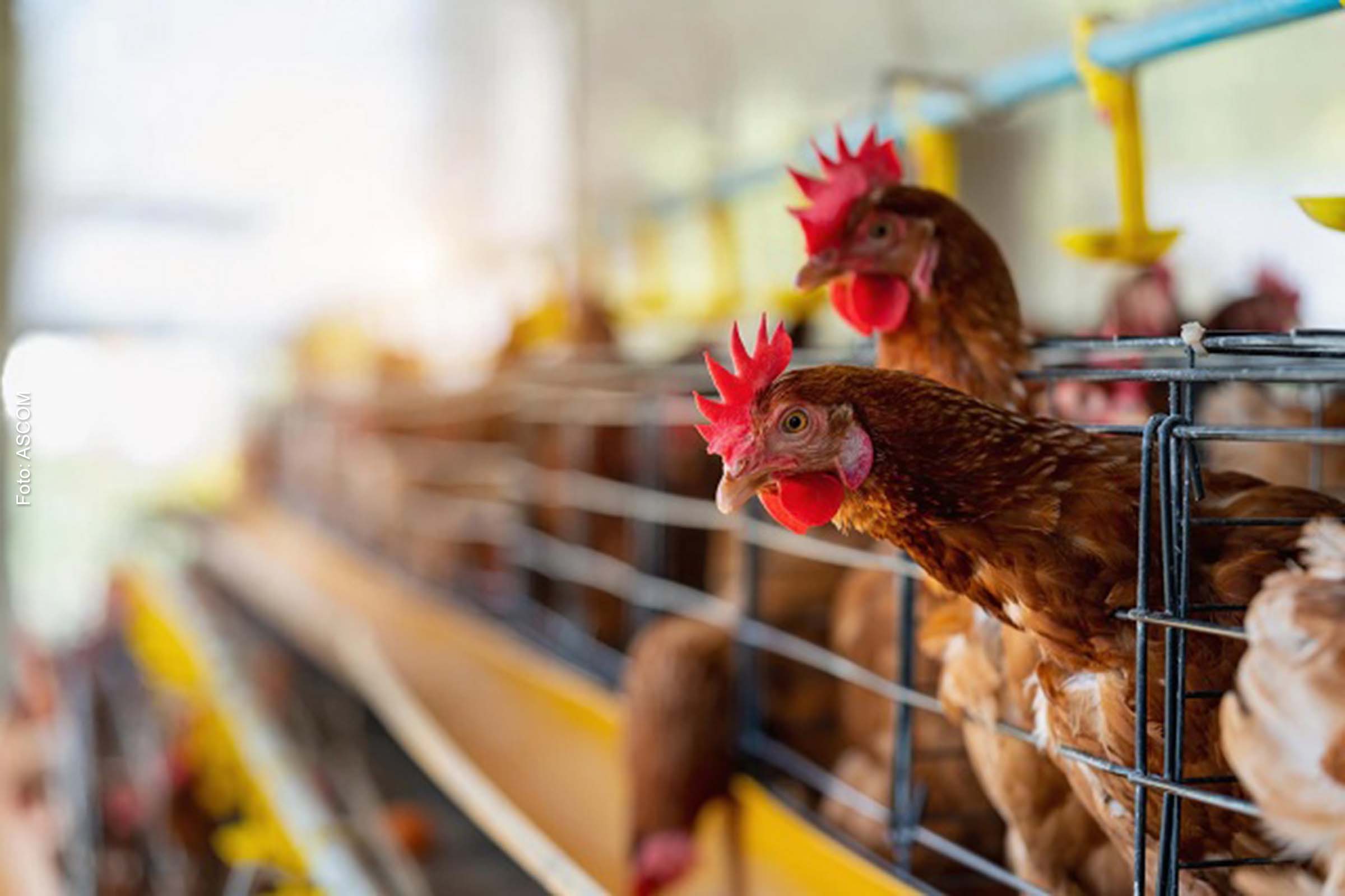O Grupo de Trabalho (GT) é sediado na Agência de Defesa Agropecuária da Bahia (Adab), em Salvador.