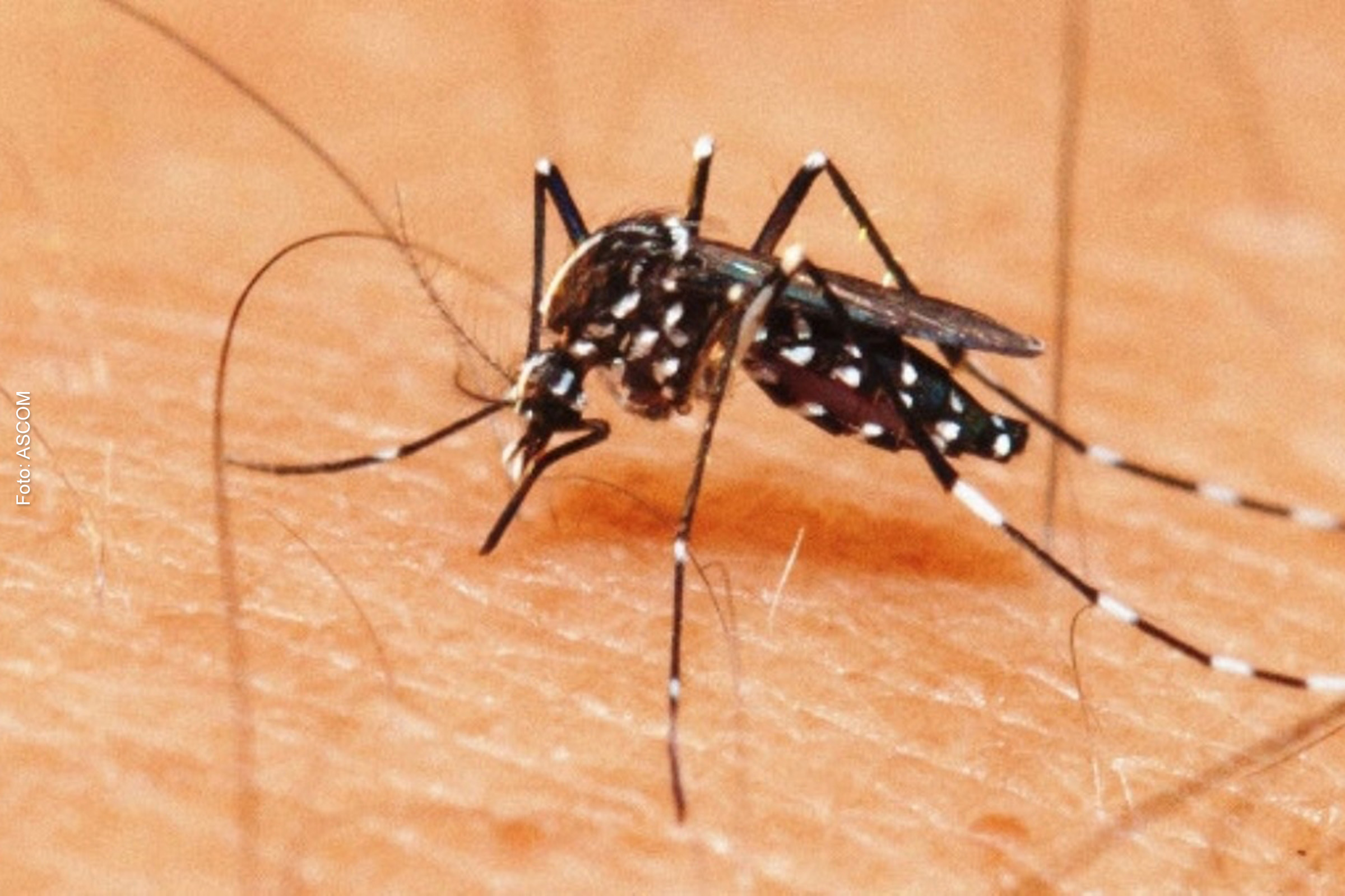 A prevenção continua sendo a melhor estratégia, com a eliminação de criadouros do mosquito Aedes aegypti.