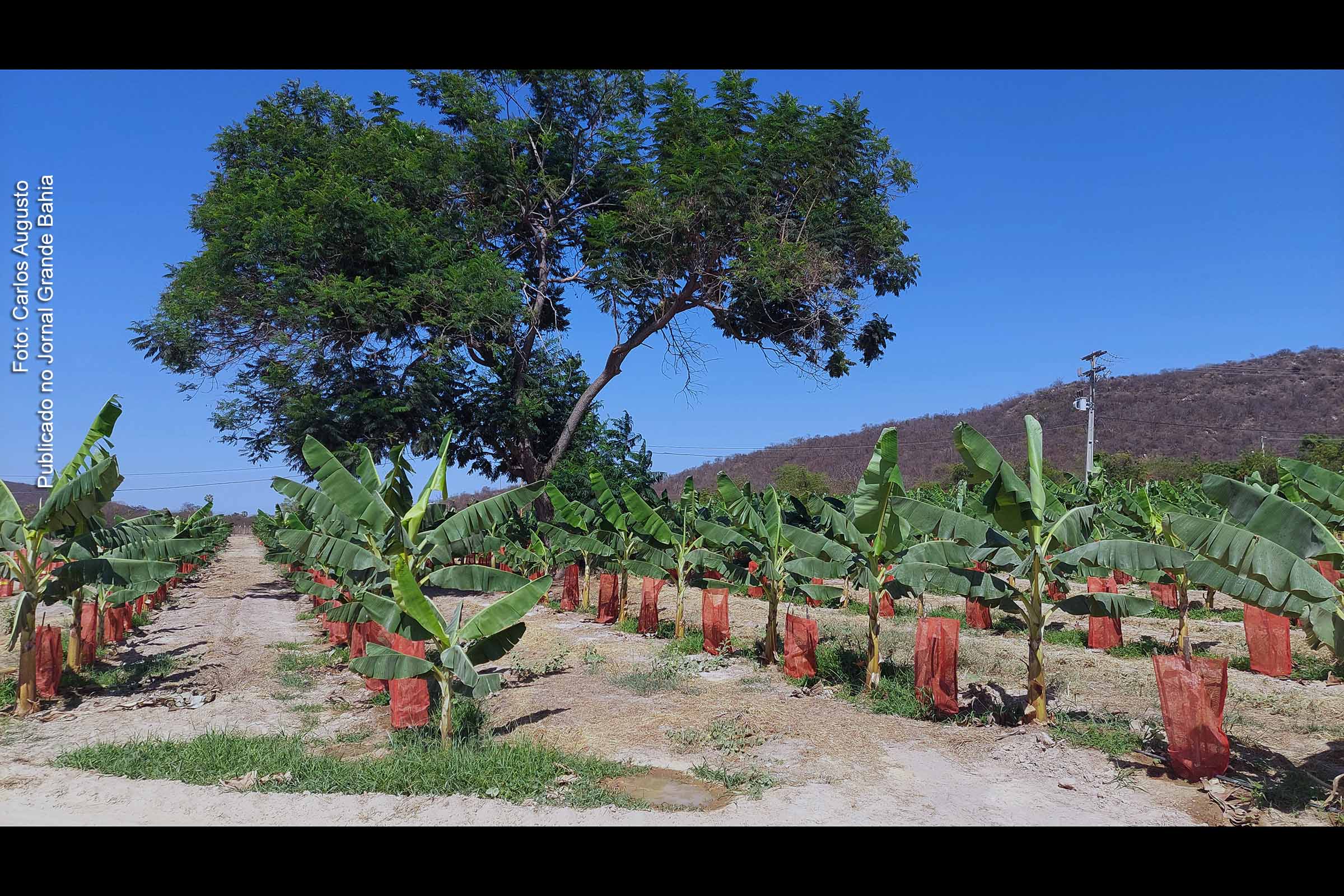 O PIB do agronegócio na Bahia sofreu uma redução no segundo trimestre de 2023, afetado principalmente pela queda nos preços dos produtos agropecuários.
