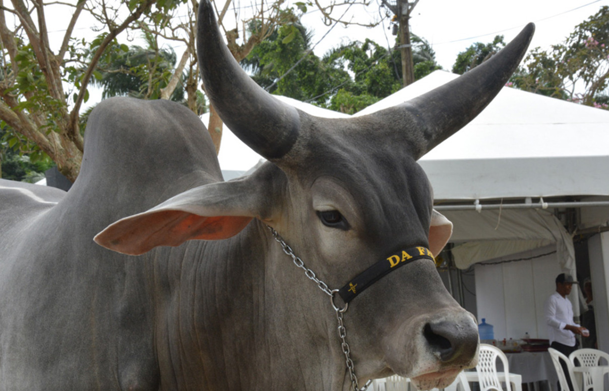 Seagri de Feira de Santana incentiva o melhoramento genético do rebanho por meio de inseminação artificial