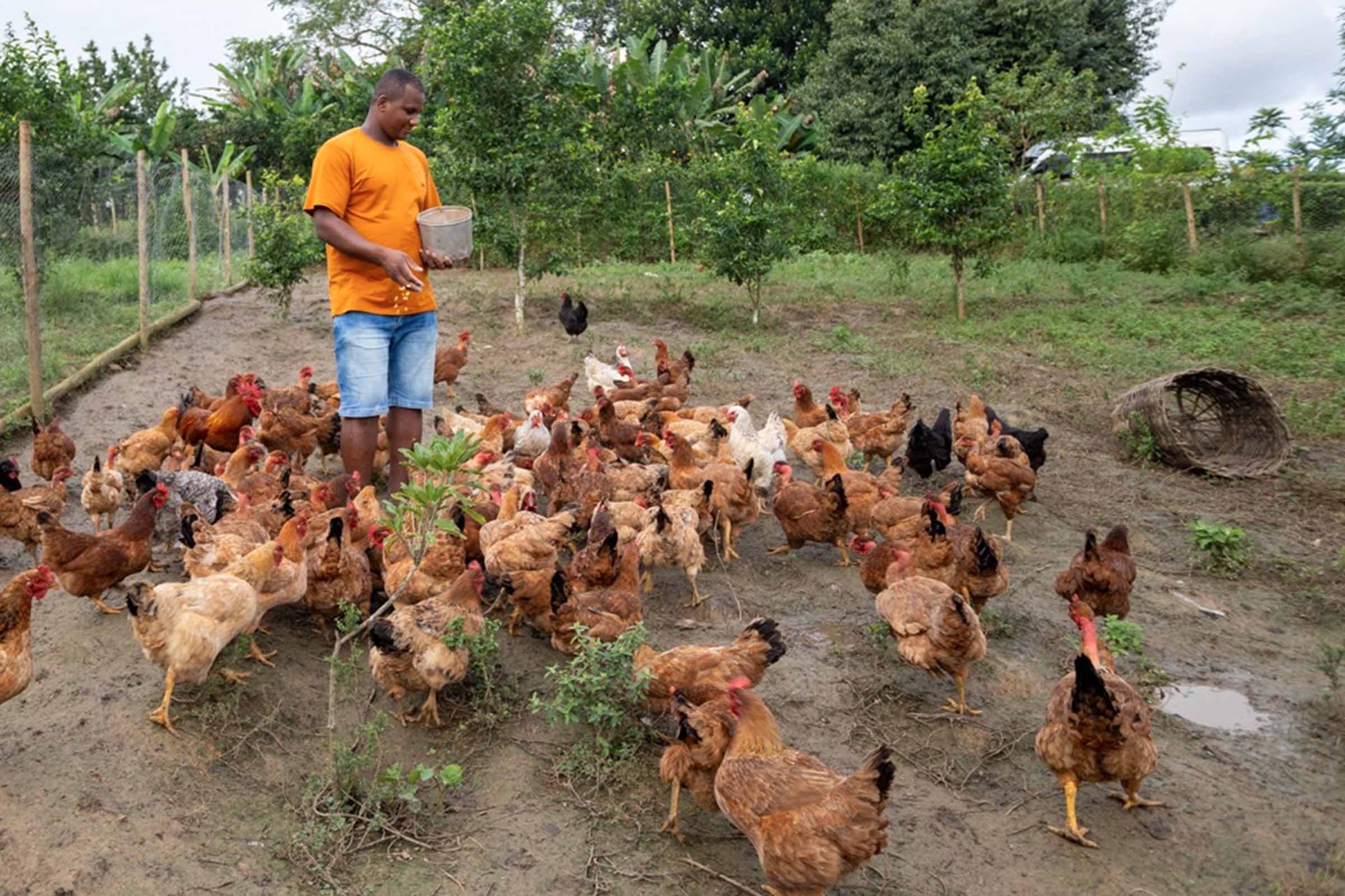 Bahia bate recorde na produção de ovos; Investimentos da CAR impulsionam resultados