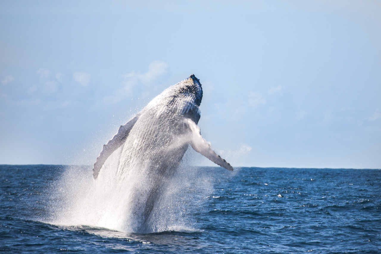 A população de jubartes brasileiras, estimada em cerca de 20 mil animais, tem impulsionado o turismo. (Foto: Divulgação)