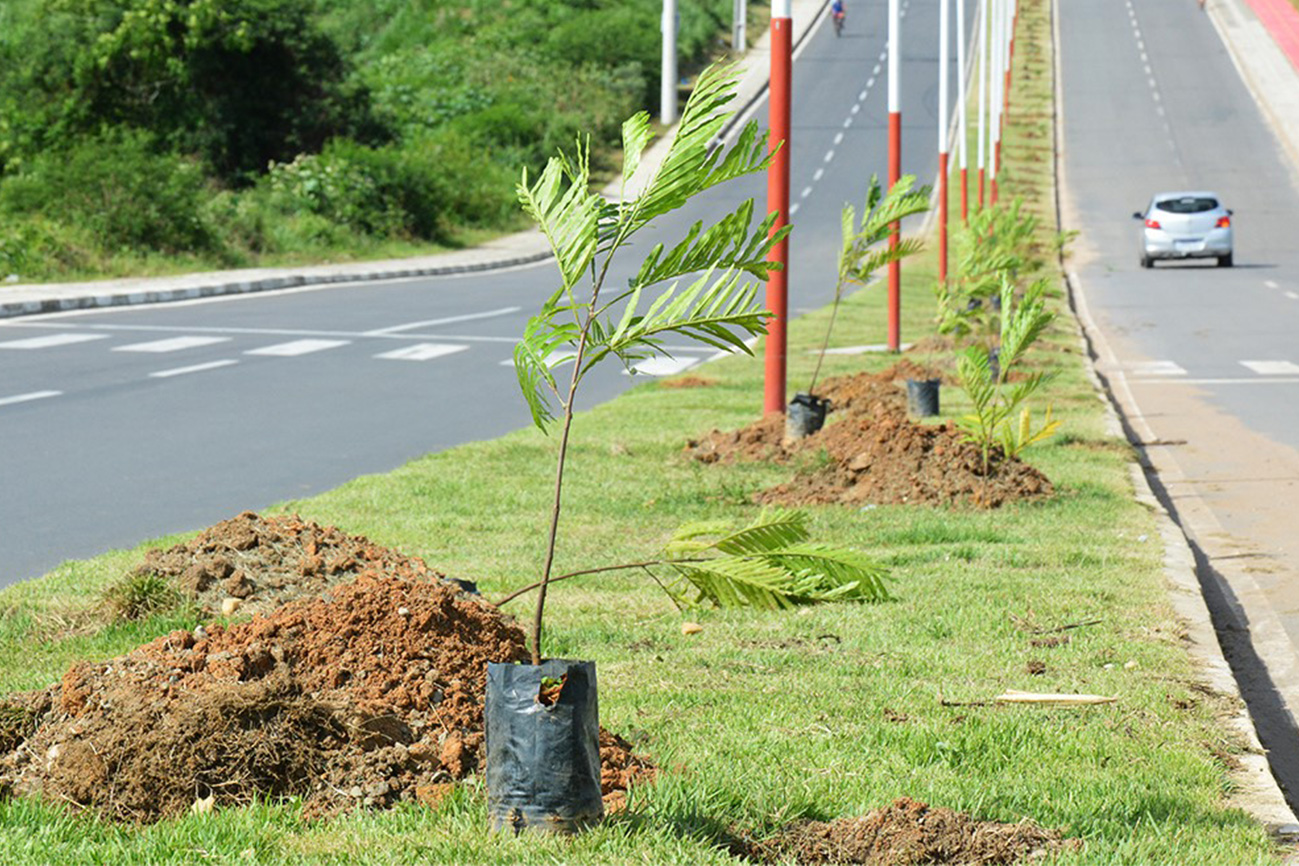 Diversas espécies estão sendo utilizadas nessa iniciativa. (Foto: Cau Preto/PMFS)