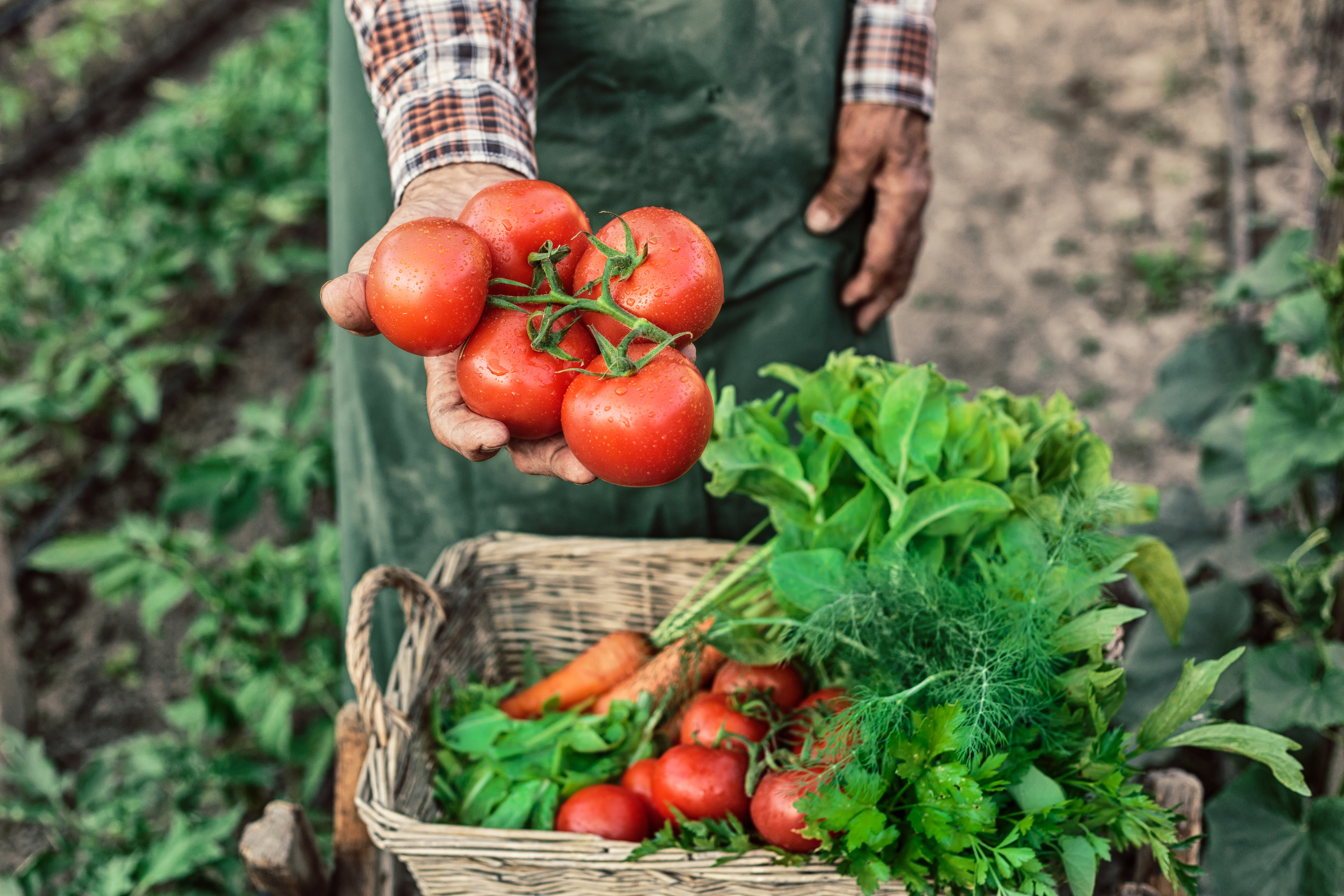 Iniciativa busca disseminar os benefícios da alimentação agroecológica e orgânica. (Foto: Divulgação)