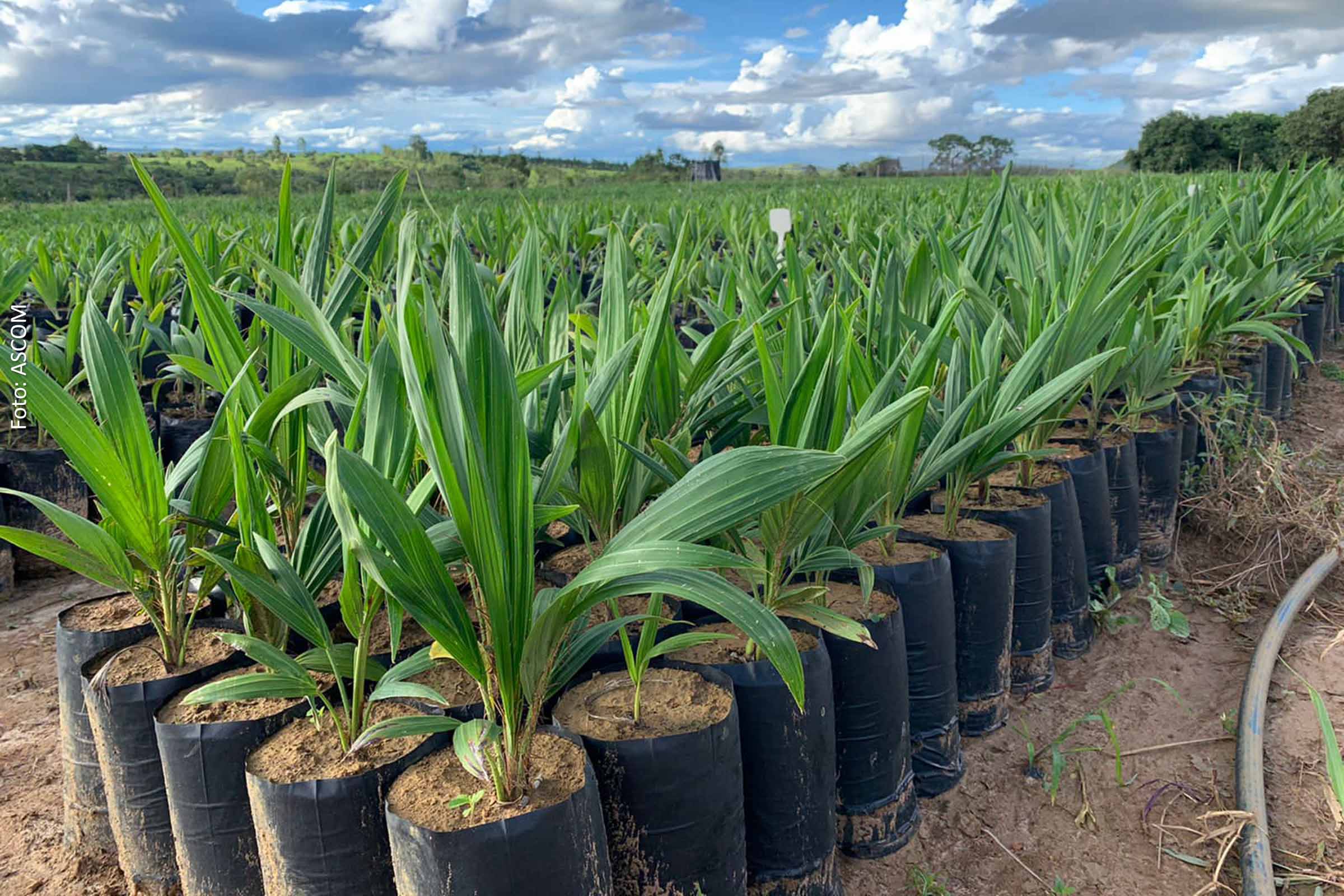 Acelen e MulticanaPlus revolucionam produção de combustíveis com projeto de macaúba sustentável
