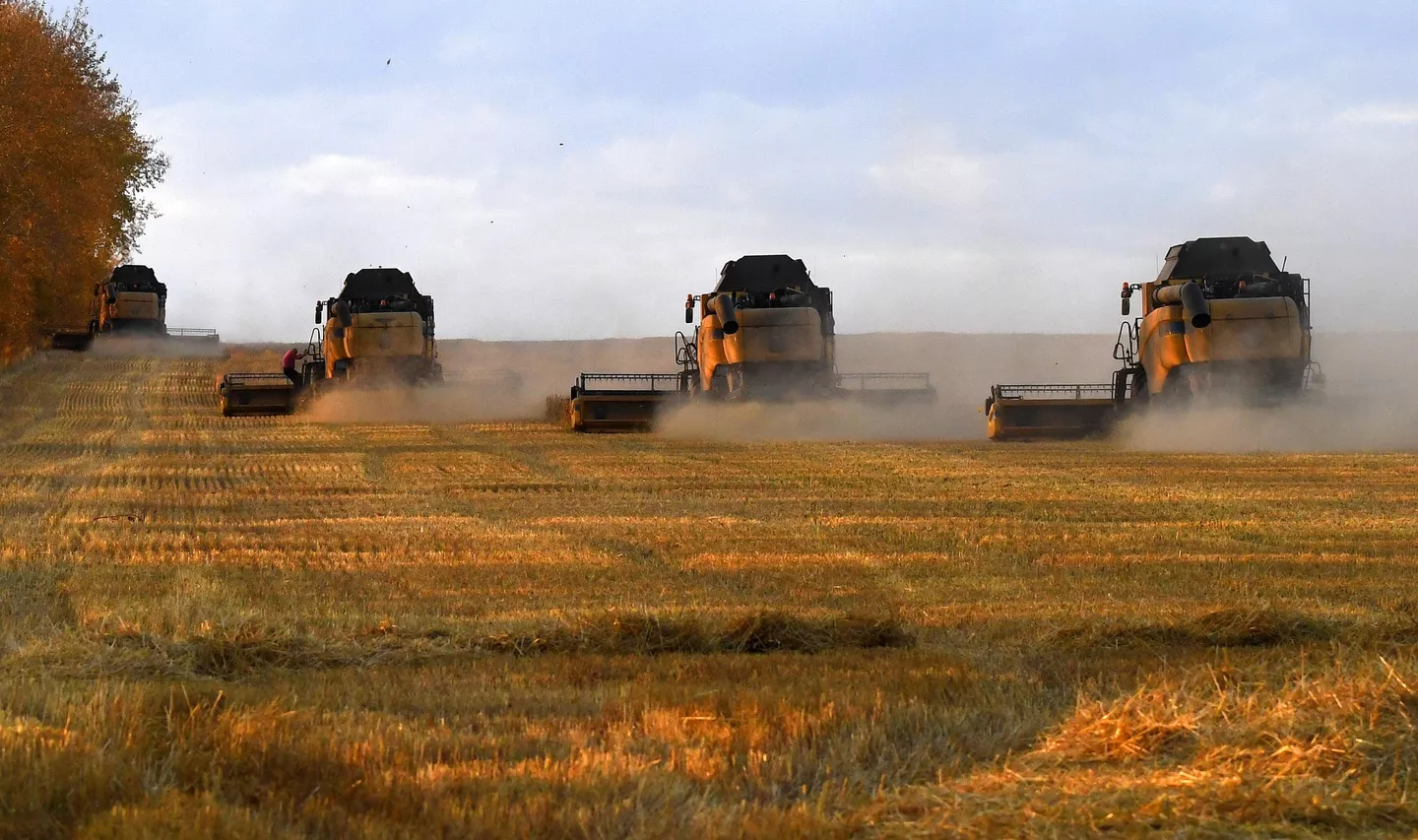 Importação de 246 mil toneladas de trigo evidencia a crescente relação entre Brasil e Rússia no mercado de grãos. (Foto: Ilia Naimushin/Sputnik)