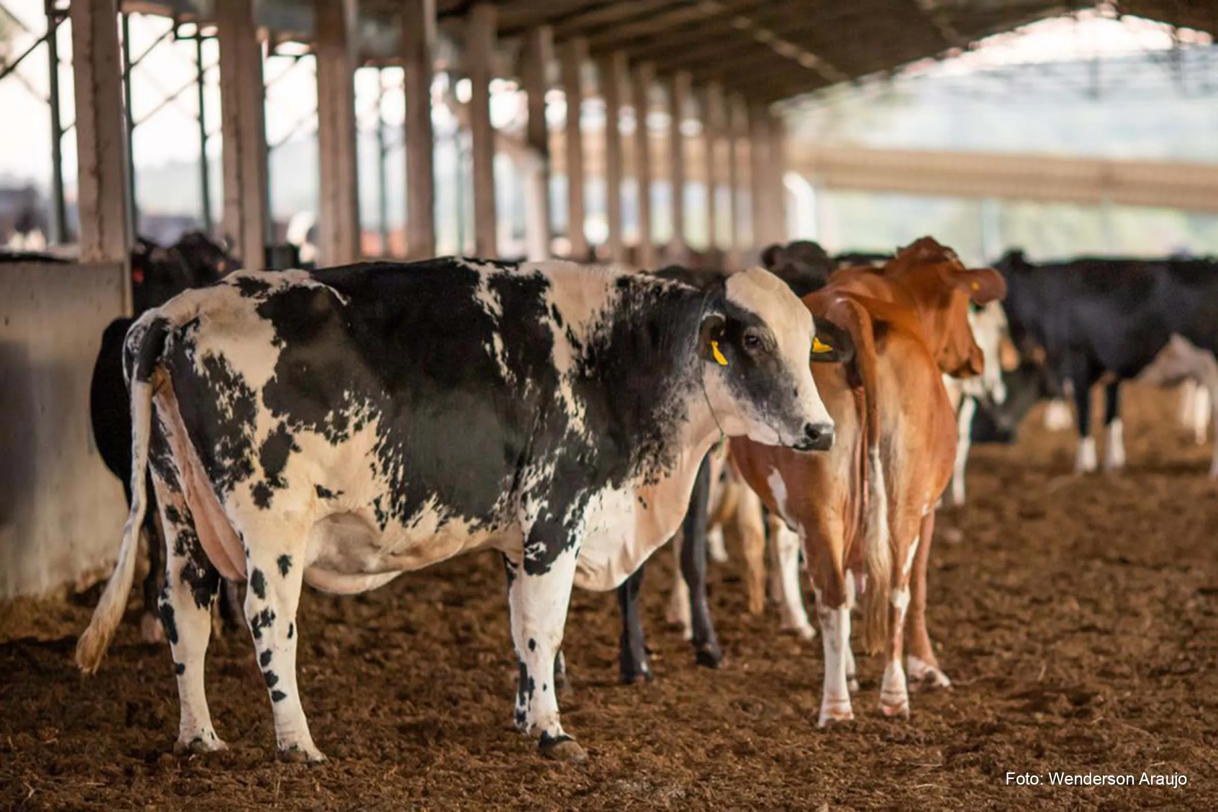 Feira Internacional da Agropecuária acontecerá em Salvador com expectativa de atrair mais de 100 mil visitantes.