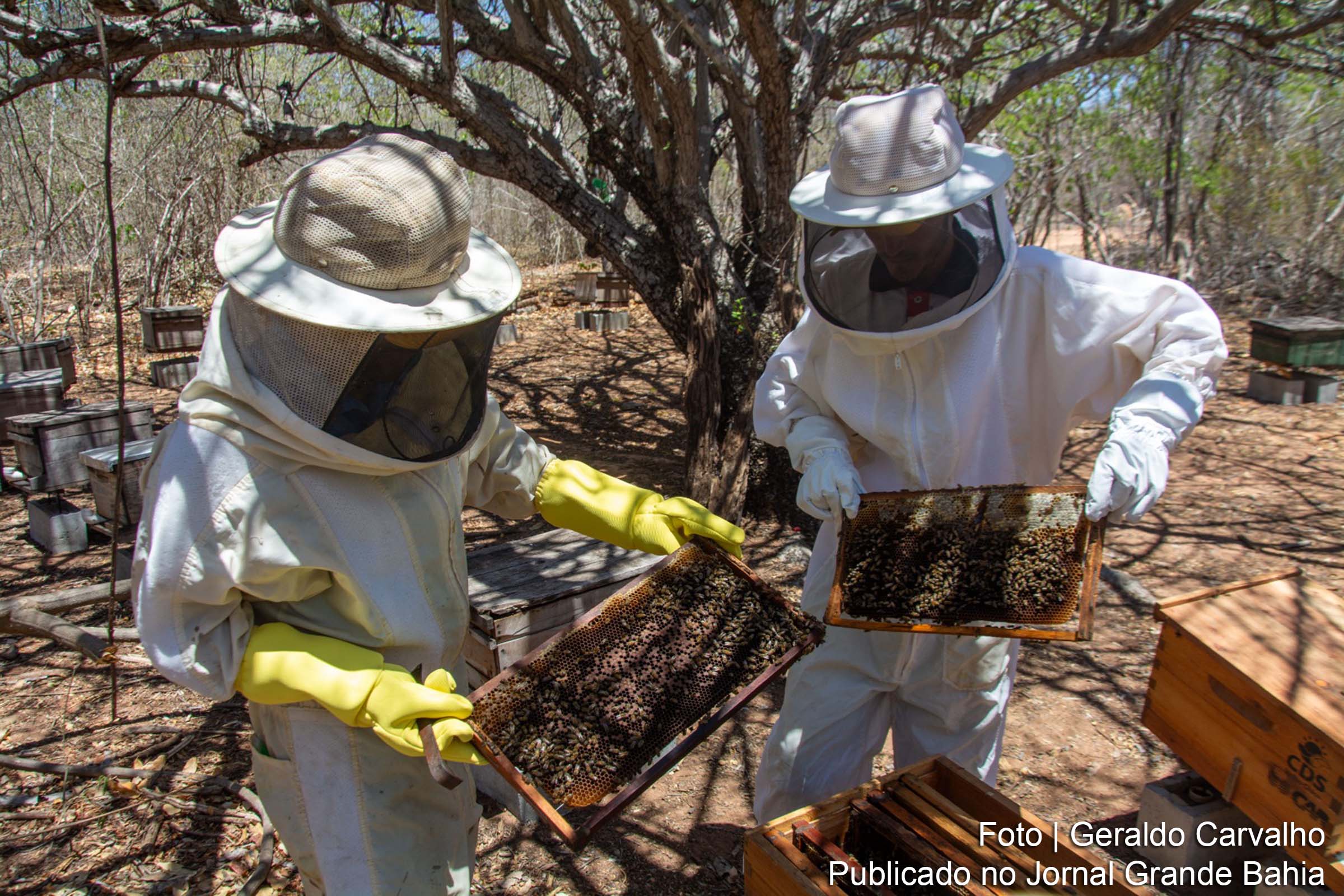 Na comunidade de Bandarra, Morpará, a apicultura floresce como fonte de renda e esperança para os jovens, graças a kits produtivos fornecidos pelo Governo do Estado em parceria com a CAR e o CDS Velho Chico.