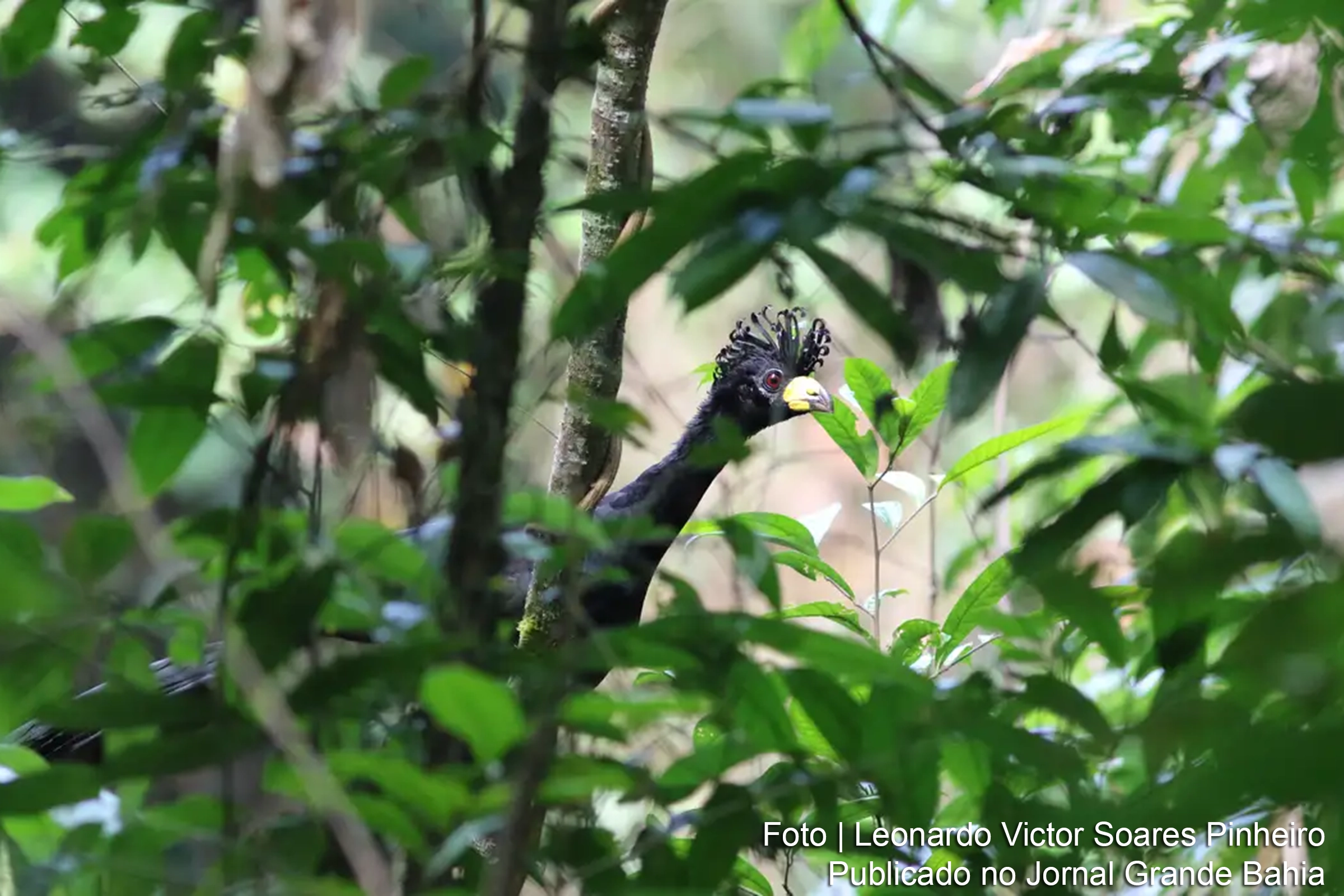 Ave quase extinta reaparece após 40 anos