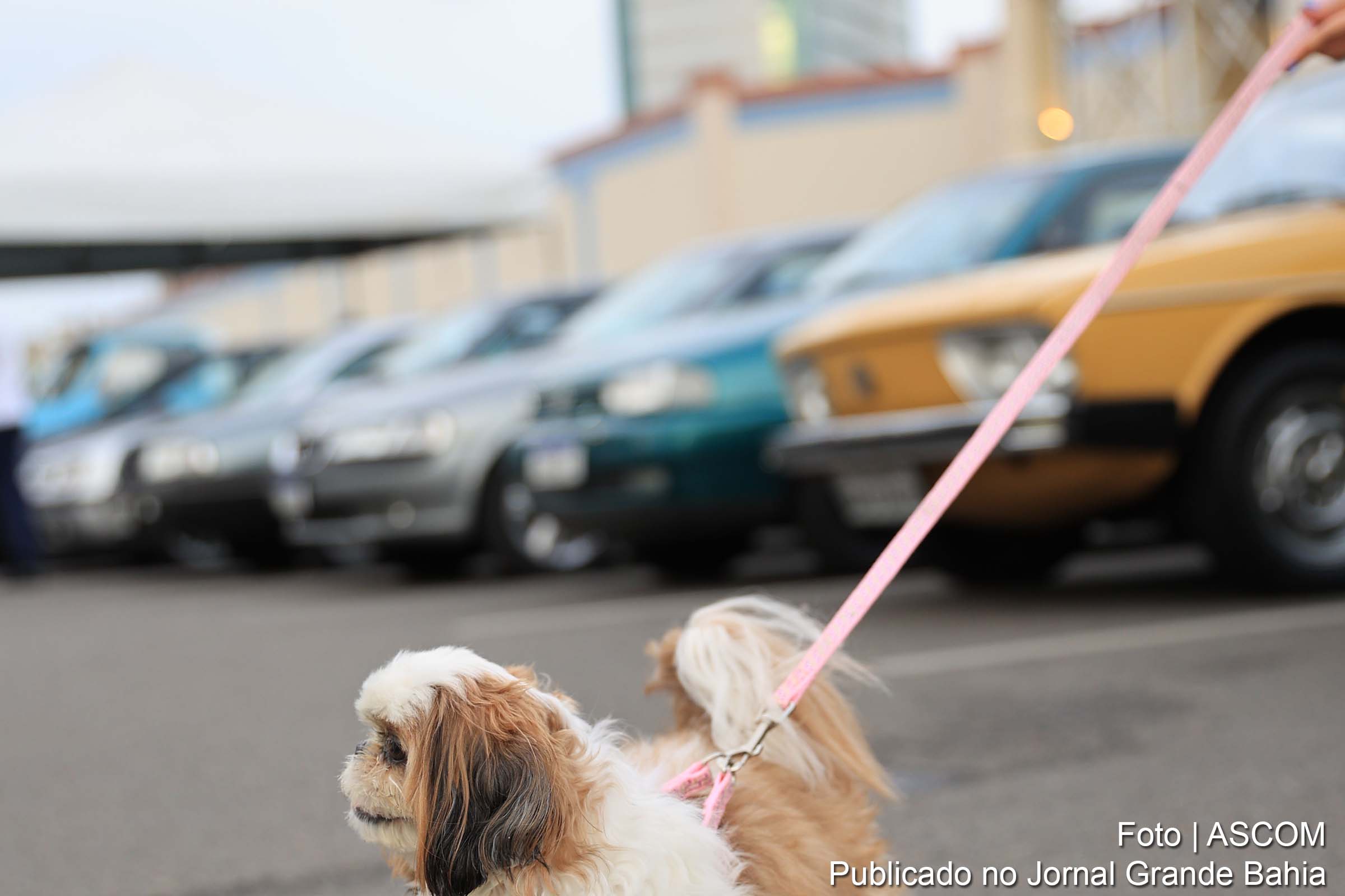 Reunião de carros antigos acontecerá no estacionamento G2 do Boulevard Shopping.