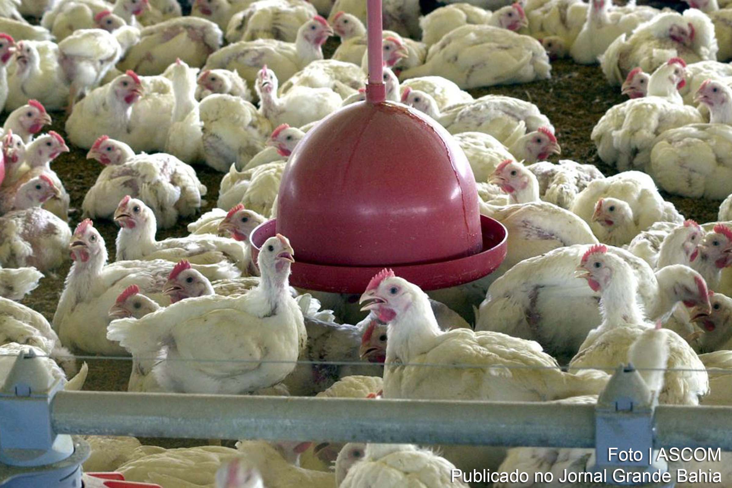 O aumento de casos de influenza aviária acende o alerta para a saúde animal no país.