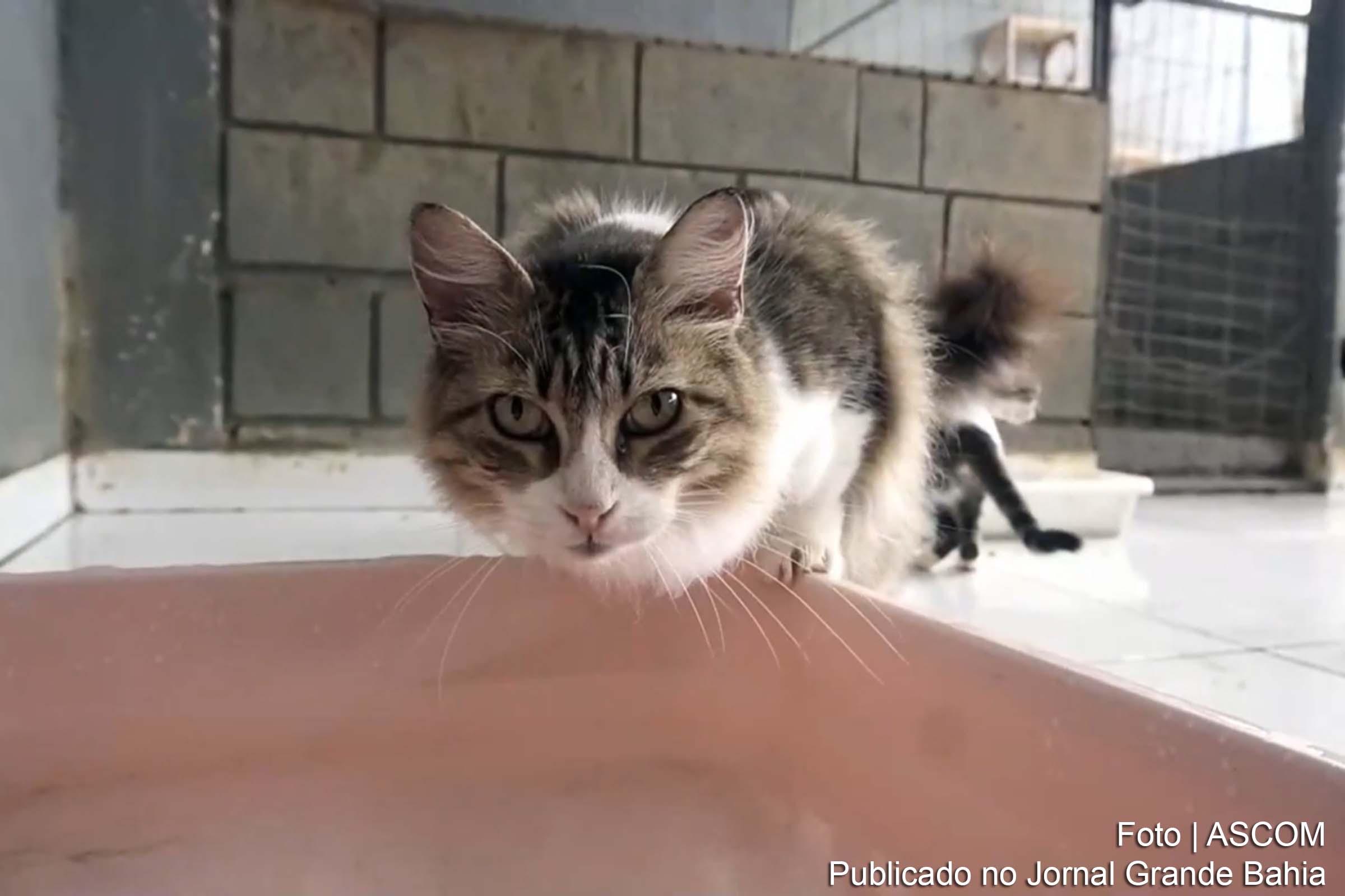 O Centro de Controle de Zoonoses atua no combate a essas práticas e incentiva a adoção responsável.