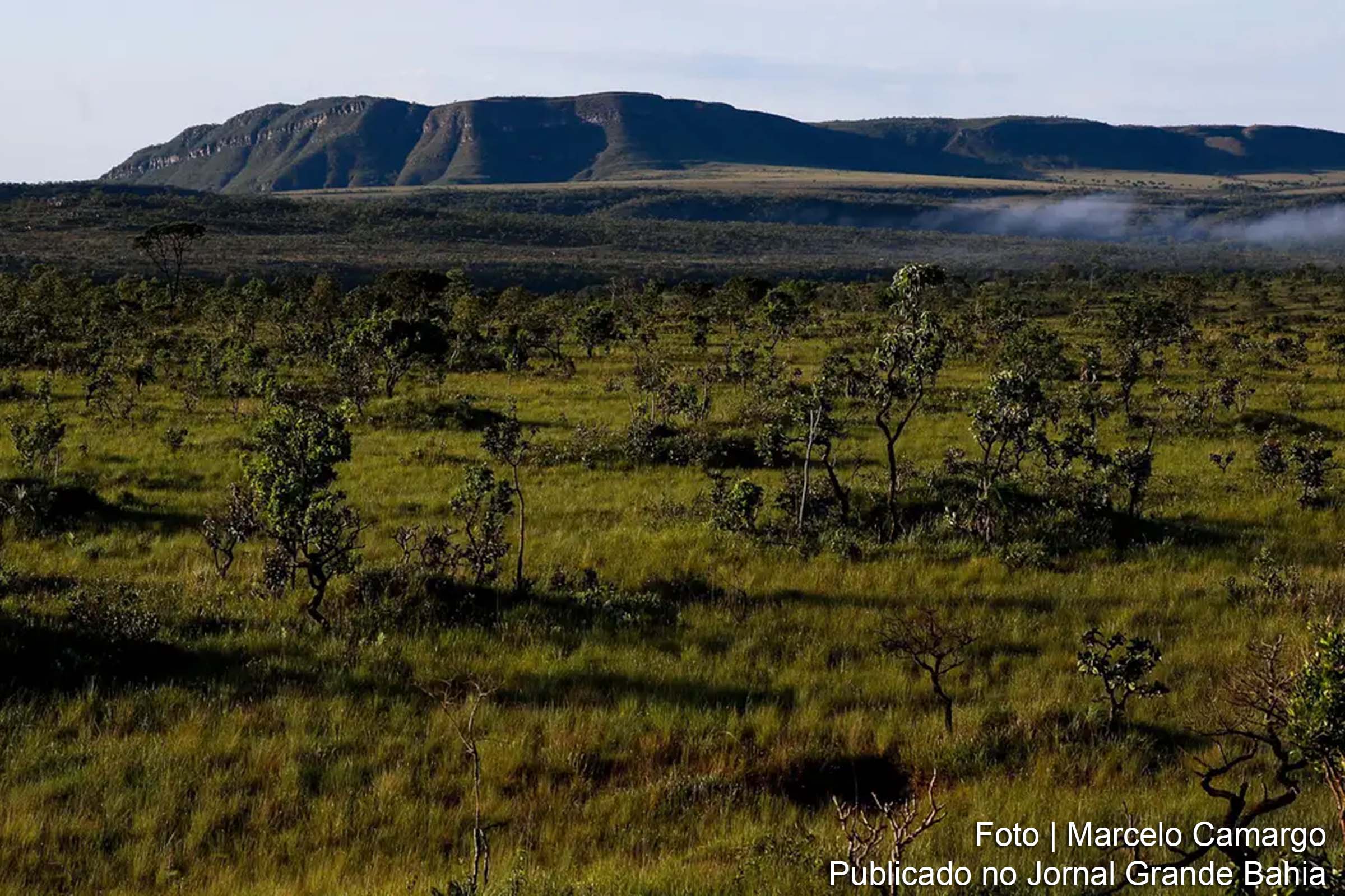 BNDES e Petrobras destinam R$ 42 milhões para restauração florestal no Pantanal e Cerrado