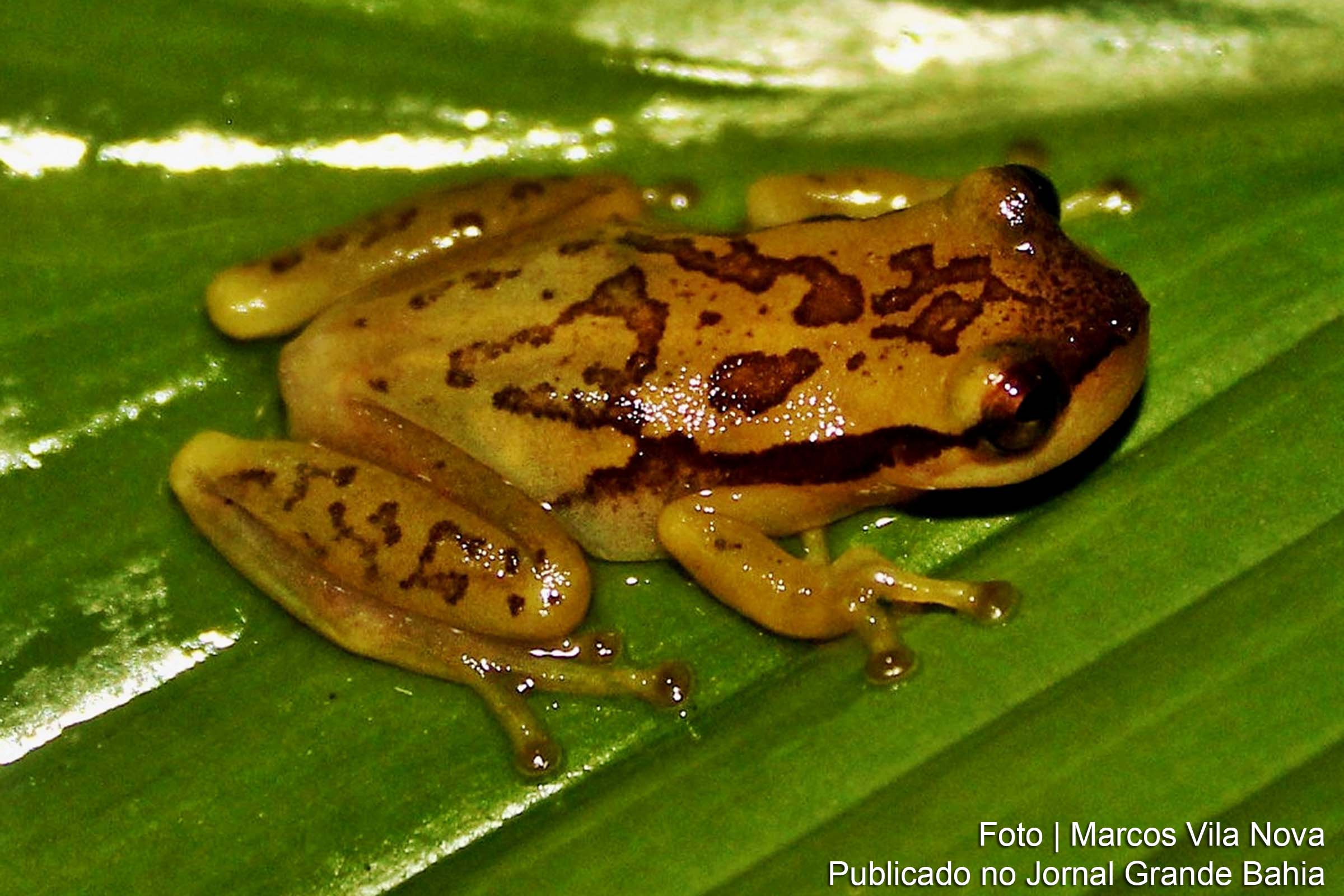 Pesquisadores da UESC revelam a descoberta de Phyllodytes iuna, uma nova espécie de pererequinha-de-bromélia no Sul da Bahia.