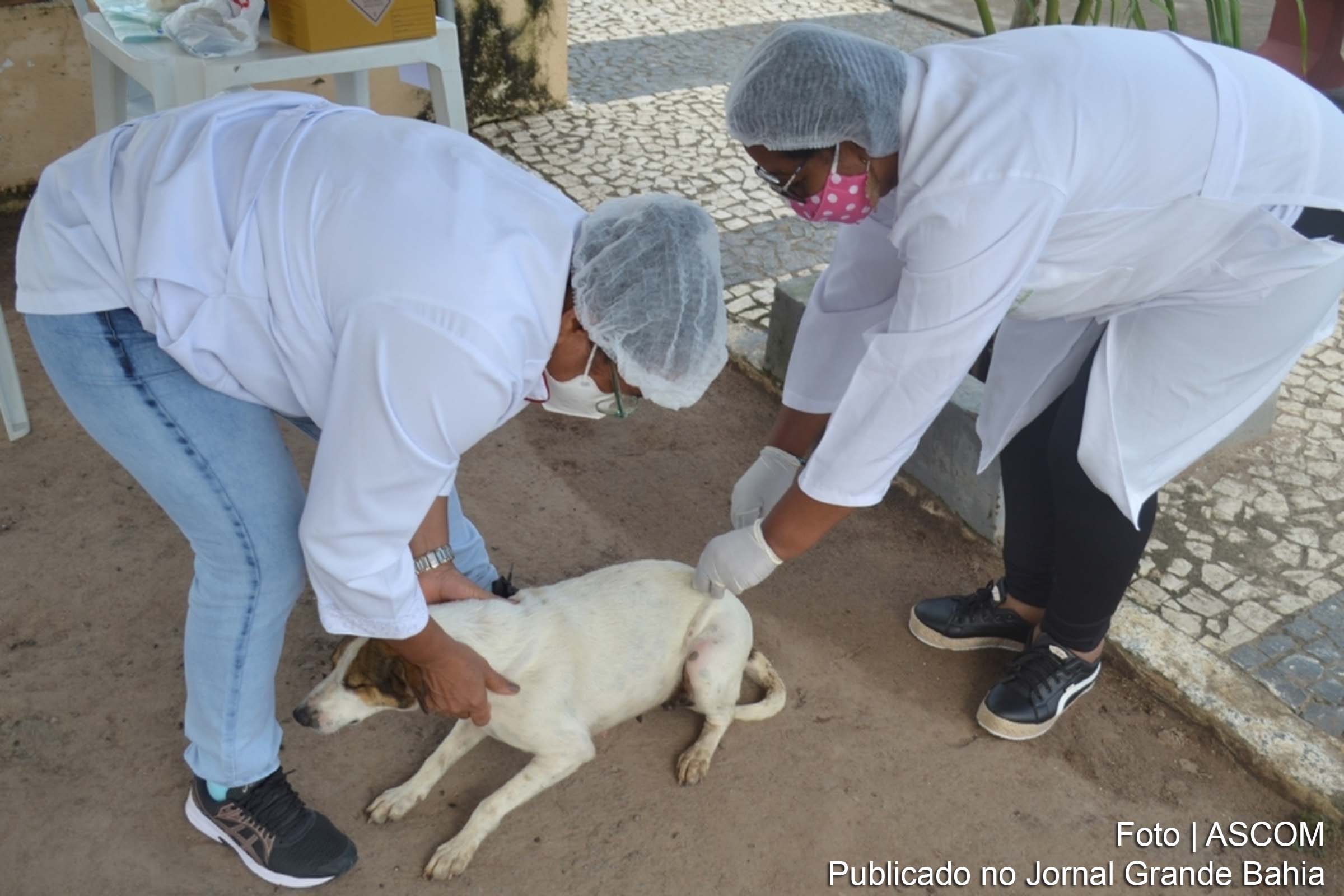 Equipes fixas e volantes estarão nos bairros Jomafa, Morada das Árvores e Novo Horizonte para imunizar animais contra a raiva.
